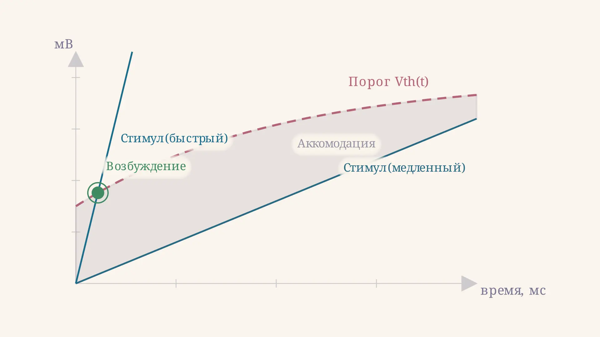 Аккомодация возбудимой ткани: порог и механизм