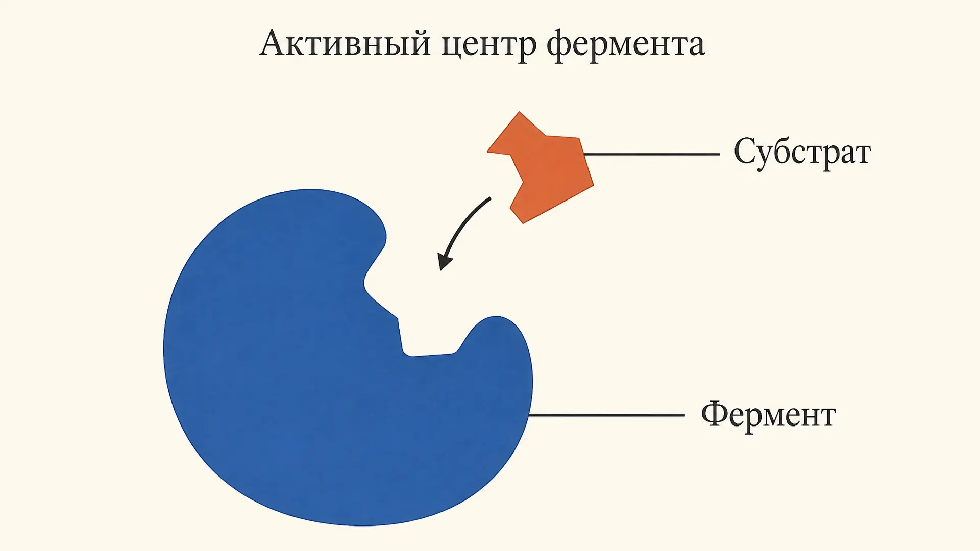 Активный центр фермента: строение и механизм работы