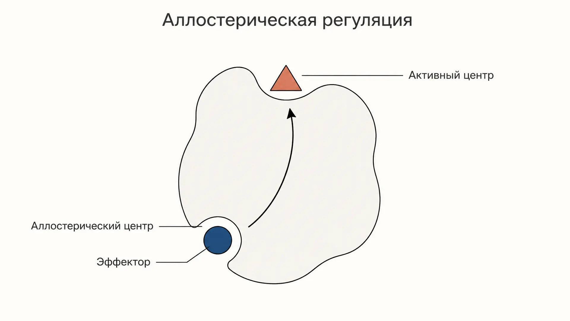 Аллостерическая регуляция: как фермент меняет активность