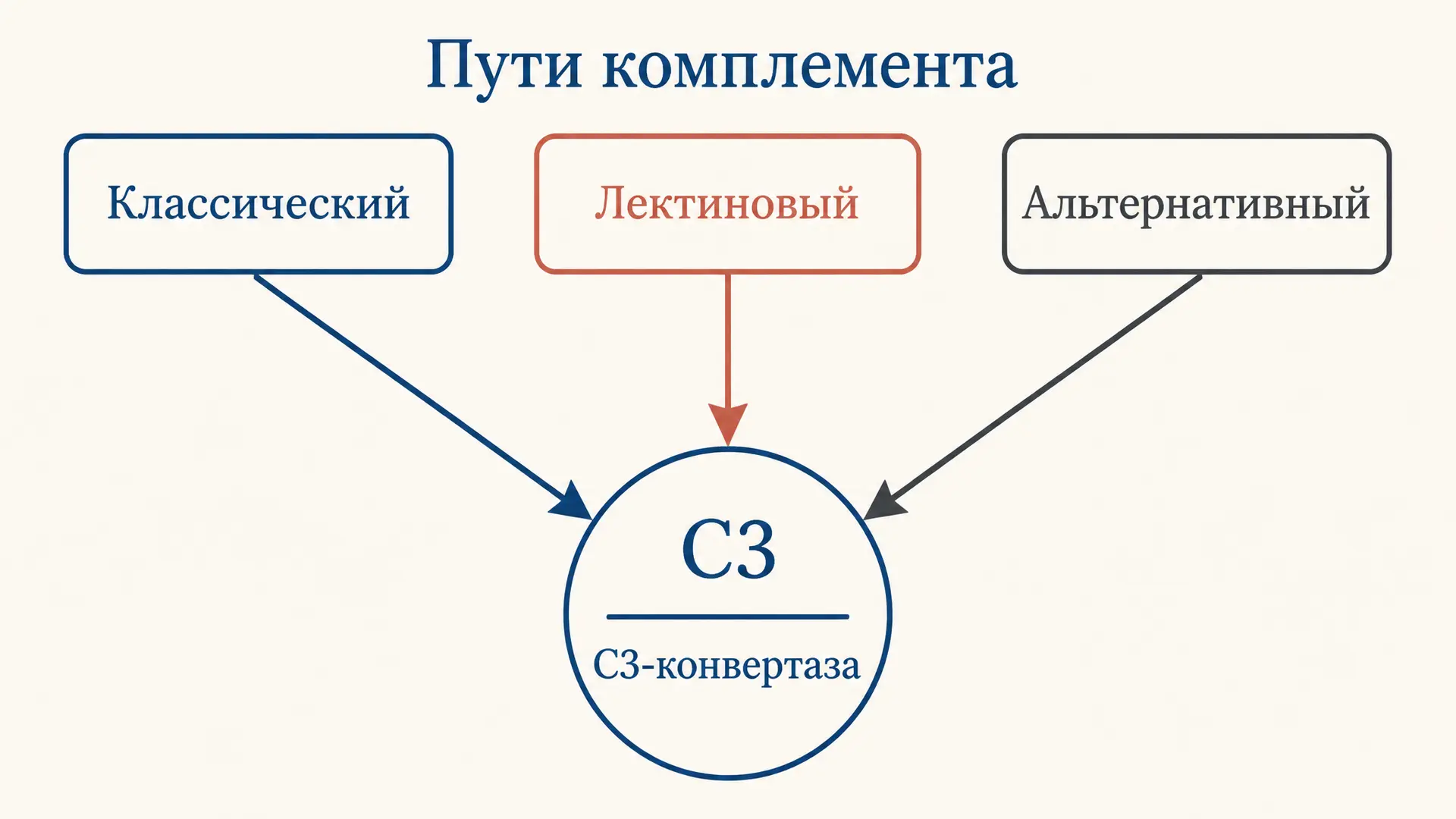 Альтернативный и лектиновый пути комплемента