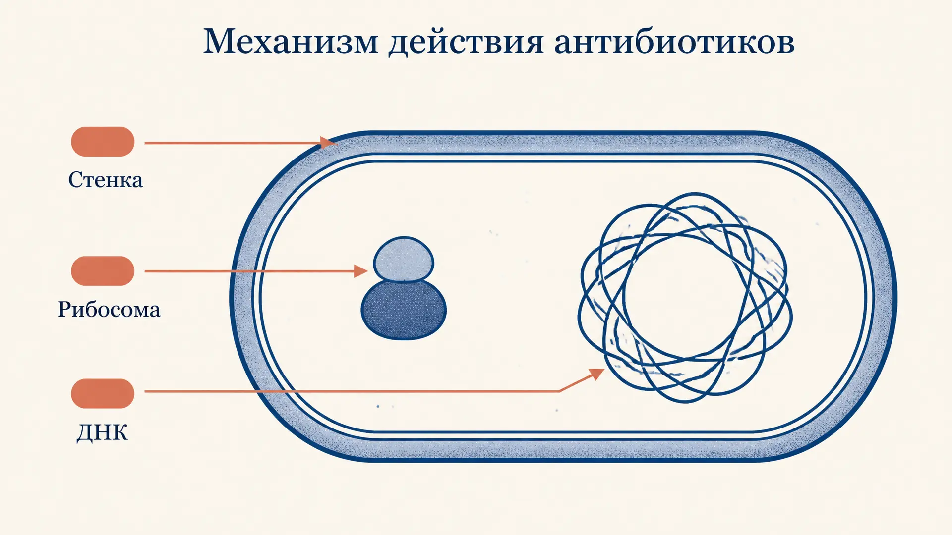 Антибиотики: механизм действия и гибель бактерии