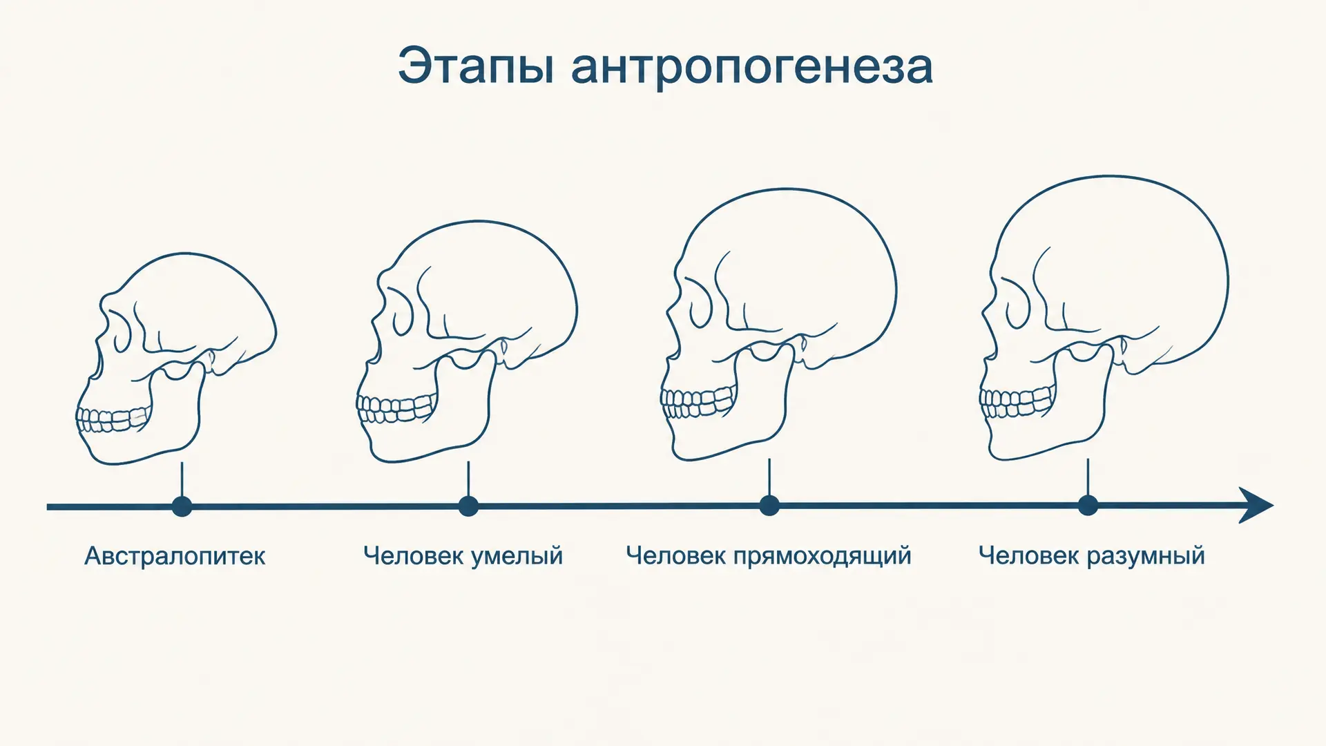 Антропогенез: этапы, находки и признаки гоминизации