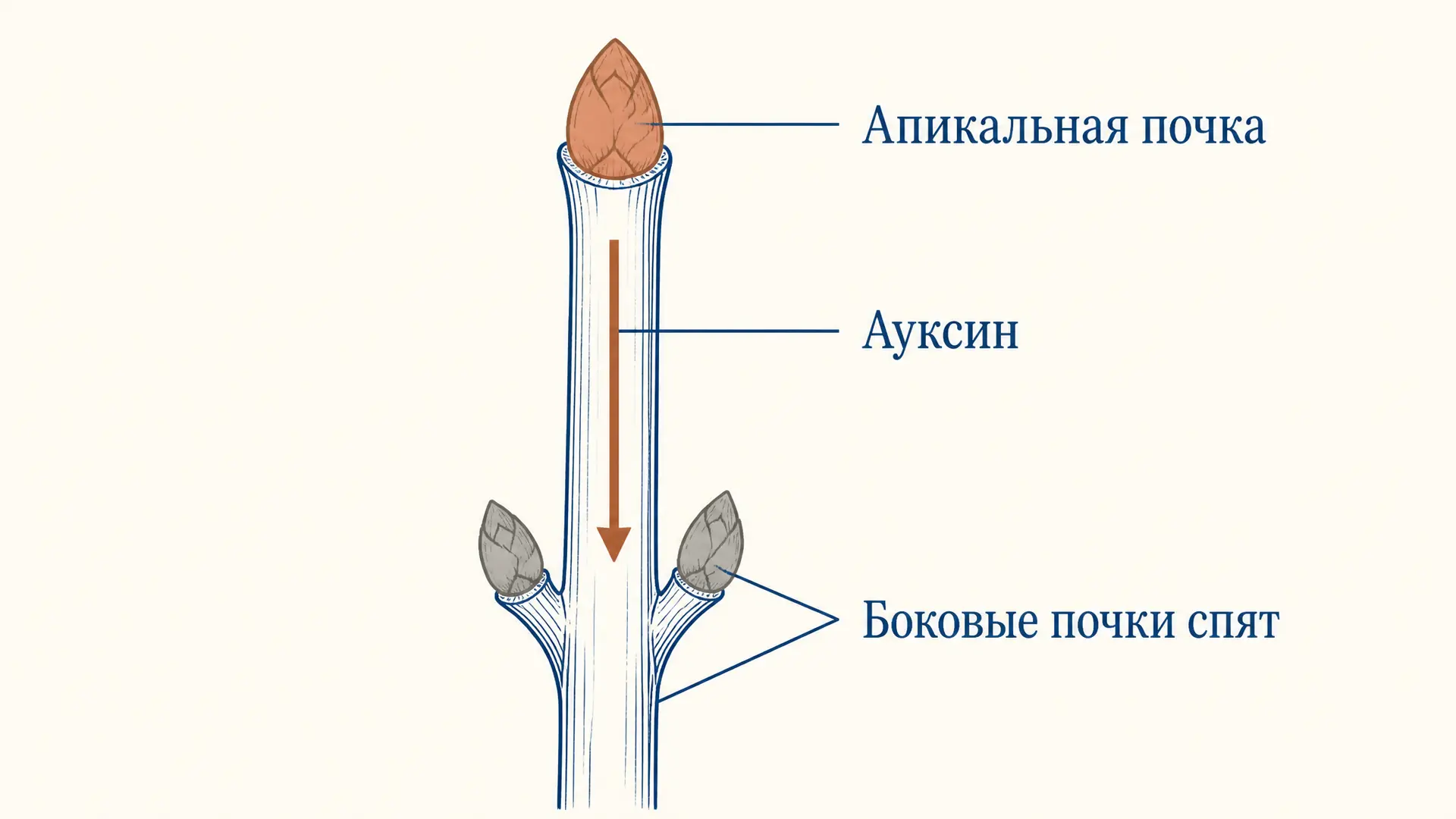 Апикальное доминирование: как ауксин тормозит боковые почки