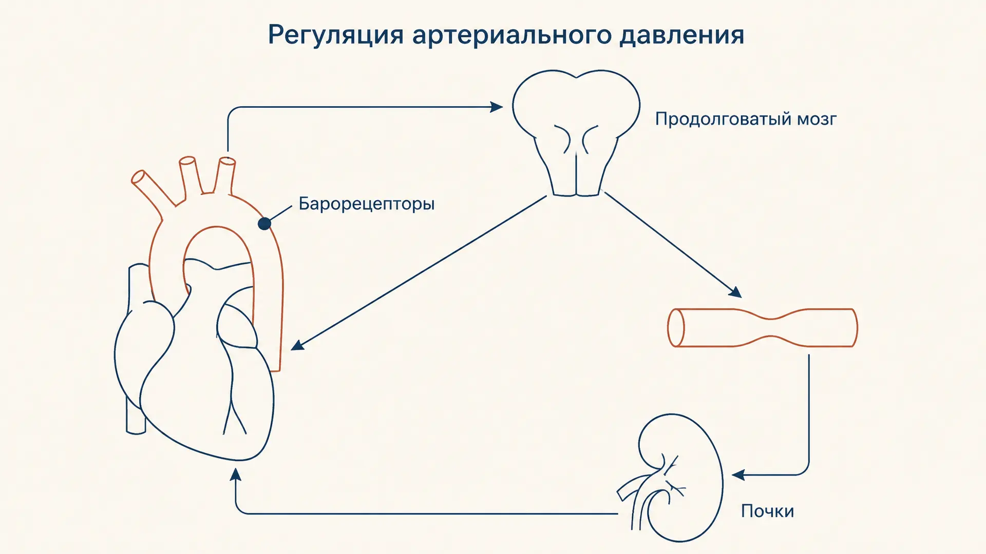Артериальное давление: регуляция и барорефлекс