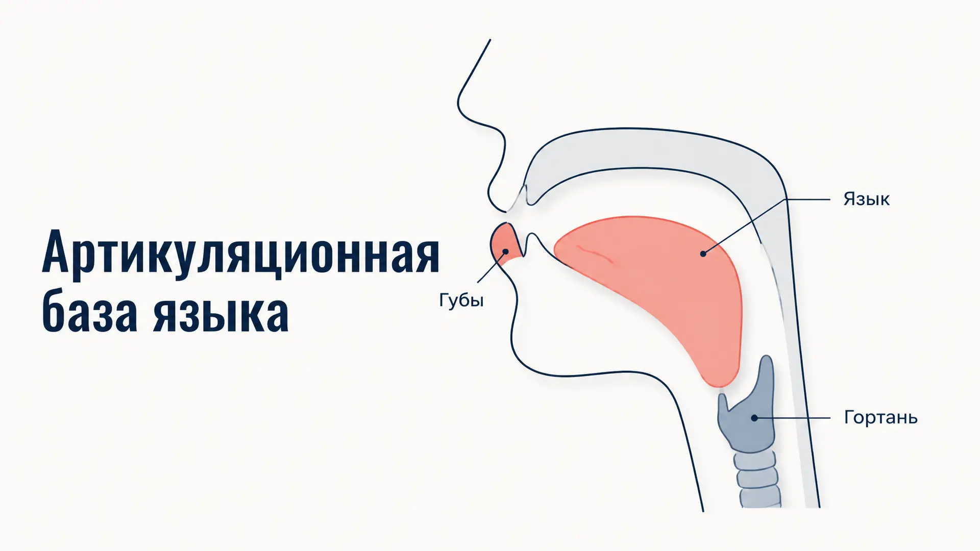 Артикуляционная база языка: как формируется произношение