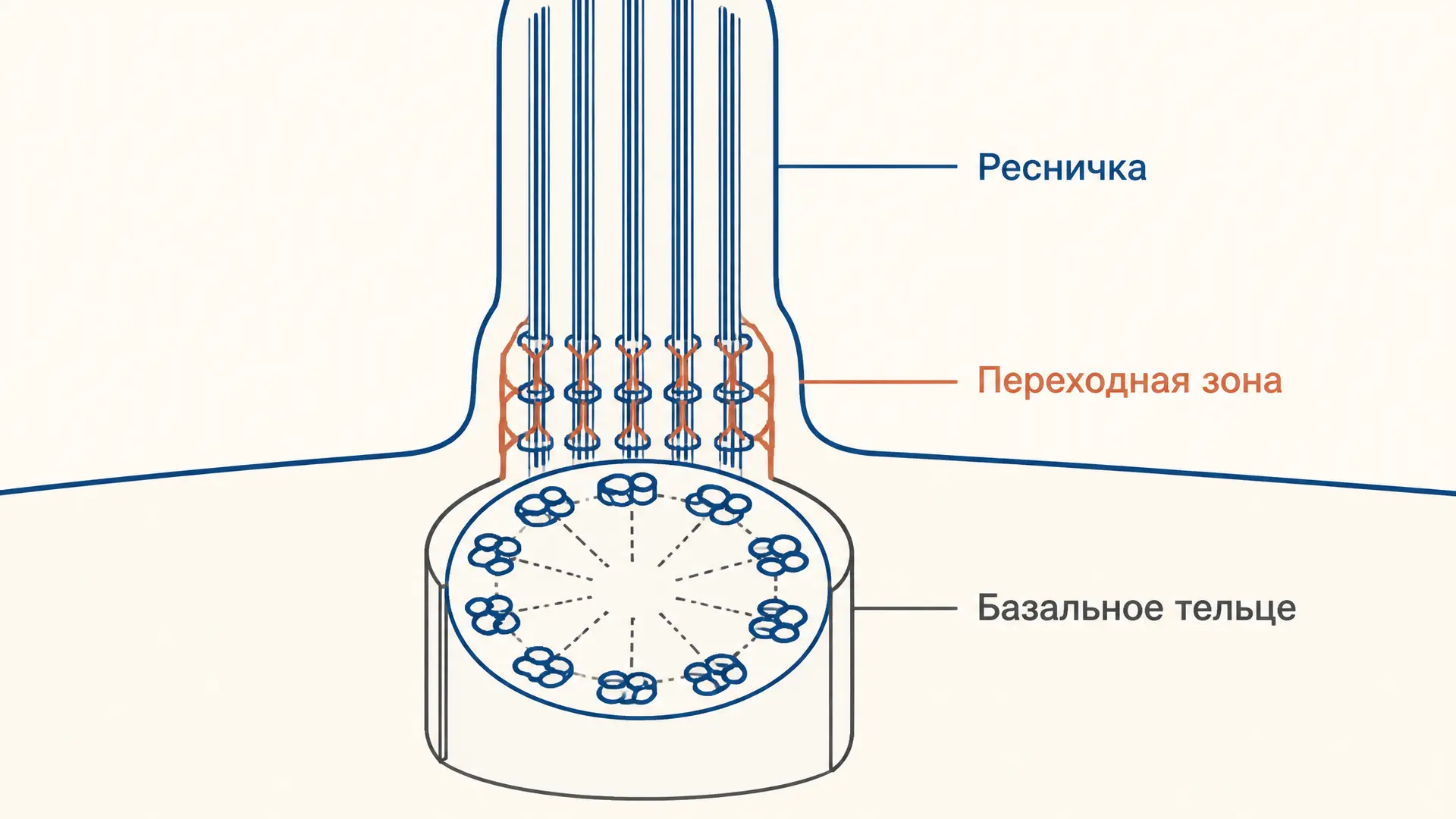 Базальное тельце: основание реснички и жгутика