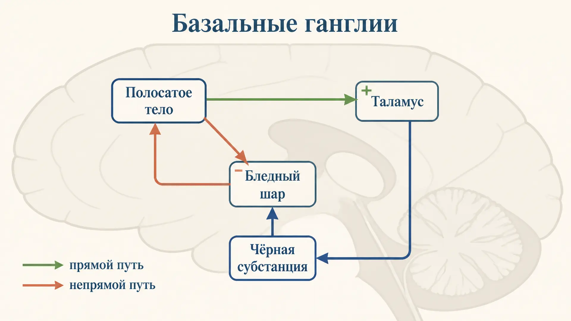 Базальные ганглии и регуляция движений: пути и дофамин