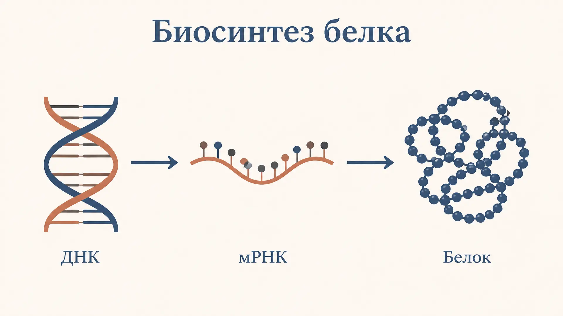 Биосинтез белка: этапы от гена до готовой цепи