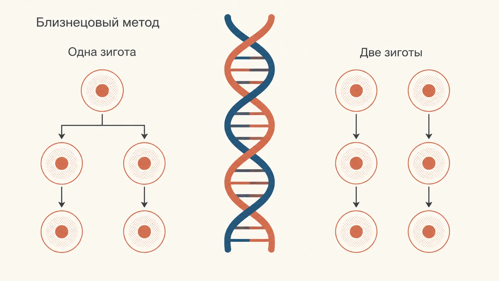 Близнецовый метод генетики человека