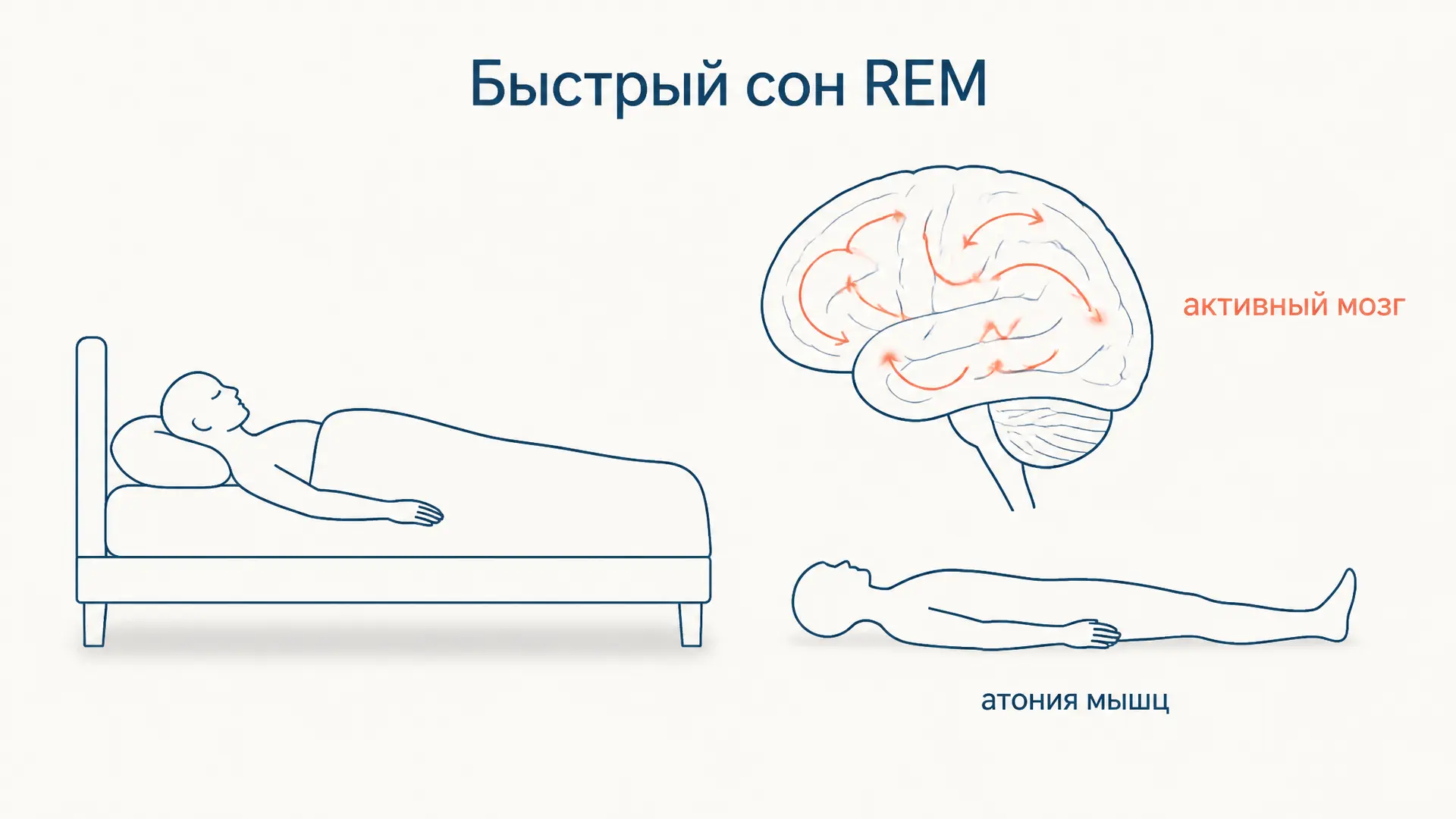 Быстрый сон REM: сновидения, циклы и атония