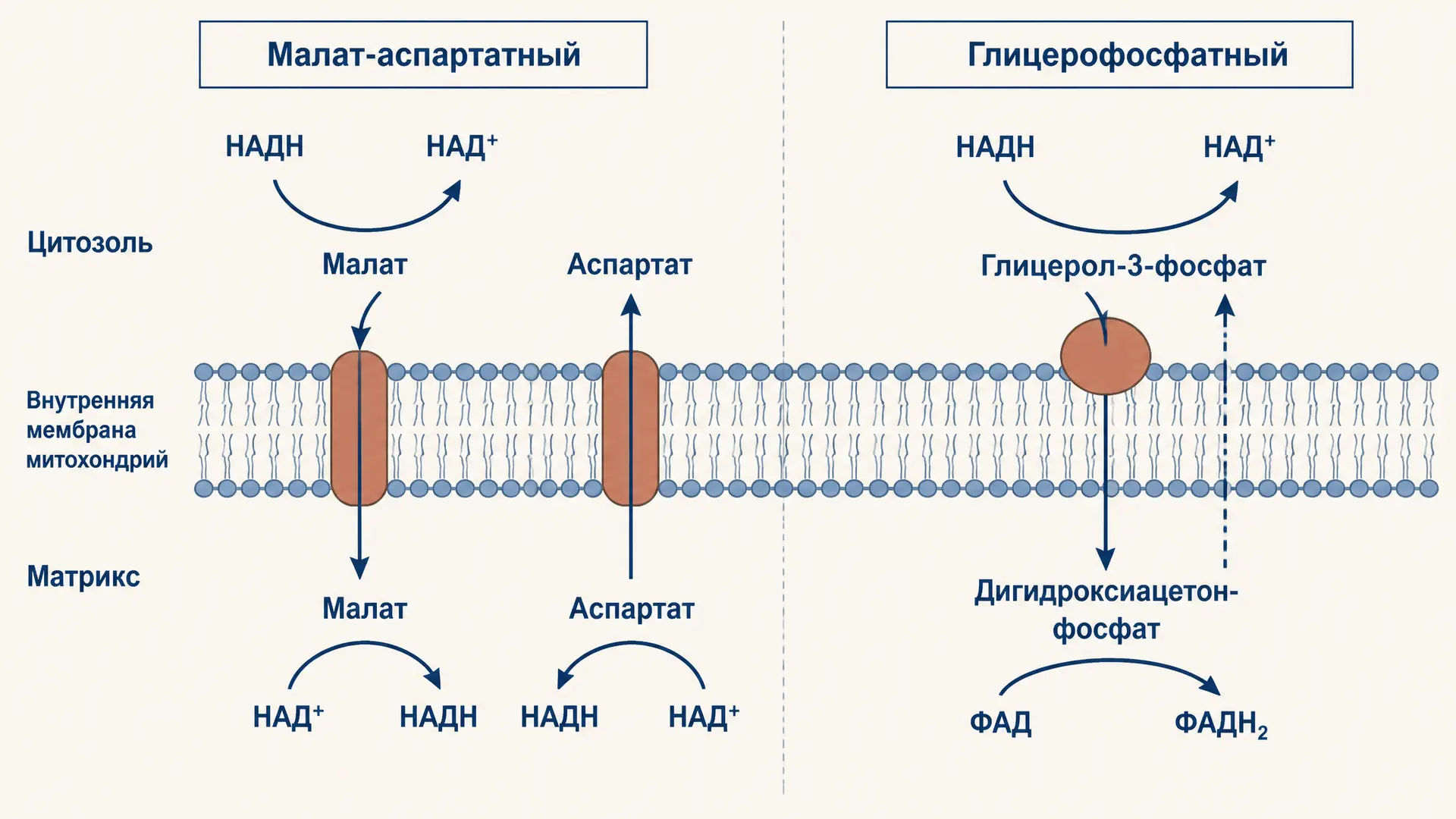 Челночные механизмы: малат-аспартатный и глицерофосфатный