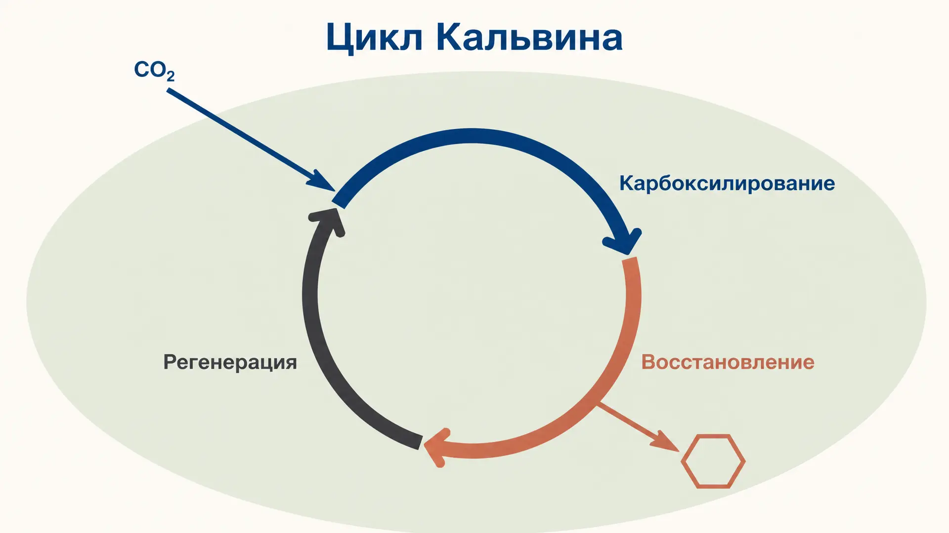 Цикл Кальвина: фиксация углерода по трём фазам