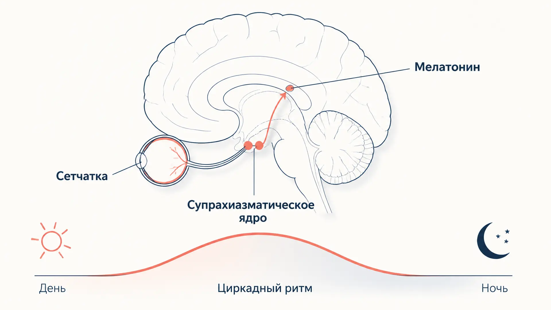 Циркадные ритмы и супрахиазматическое ядро: часы тела