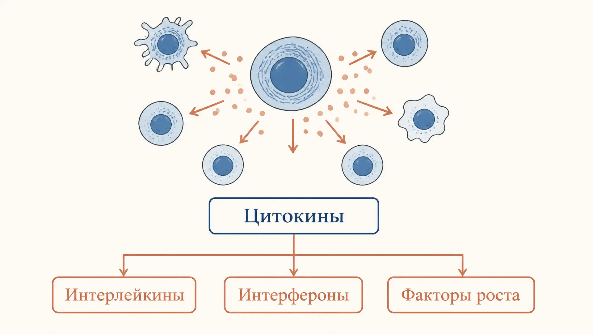 Цитокины: классификация и функции в иммунном ответе