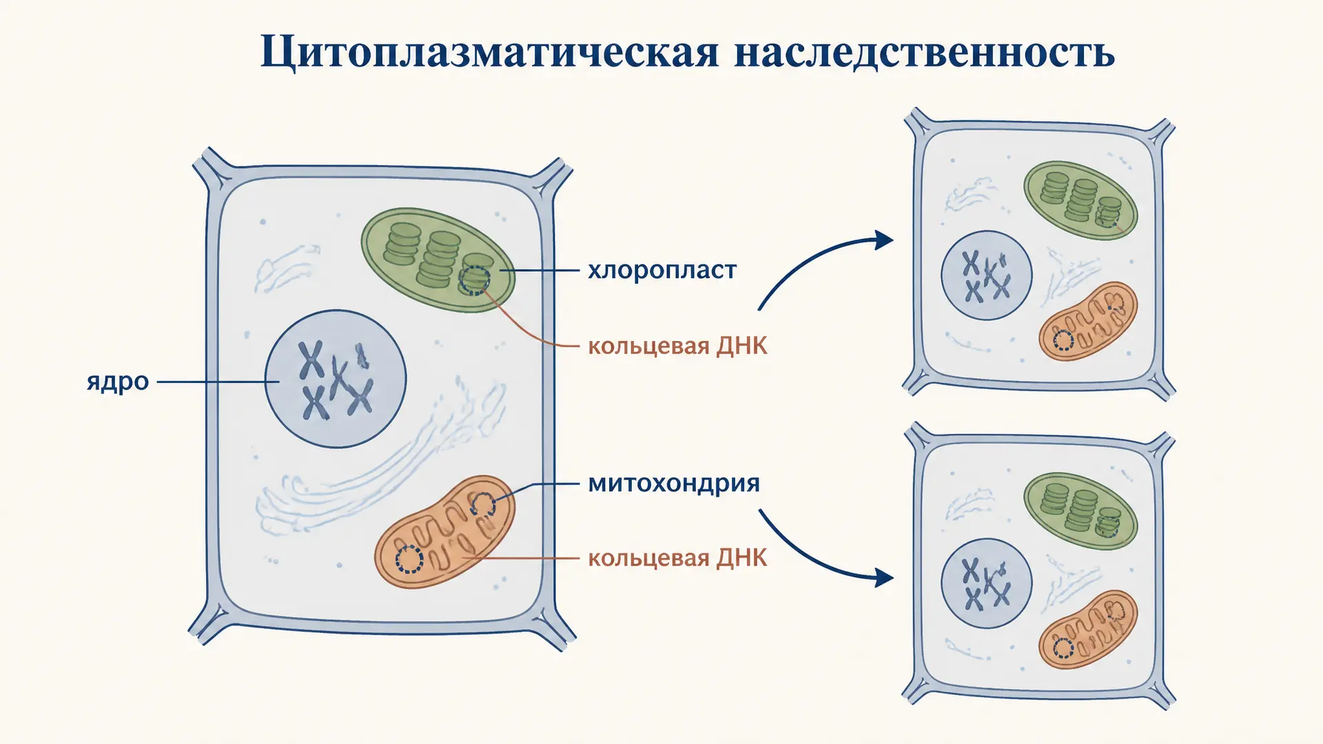 Цитоплазматическая наследственность: пластиды и митохондрии