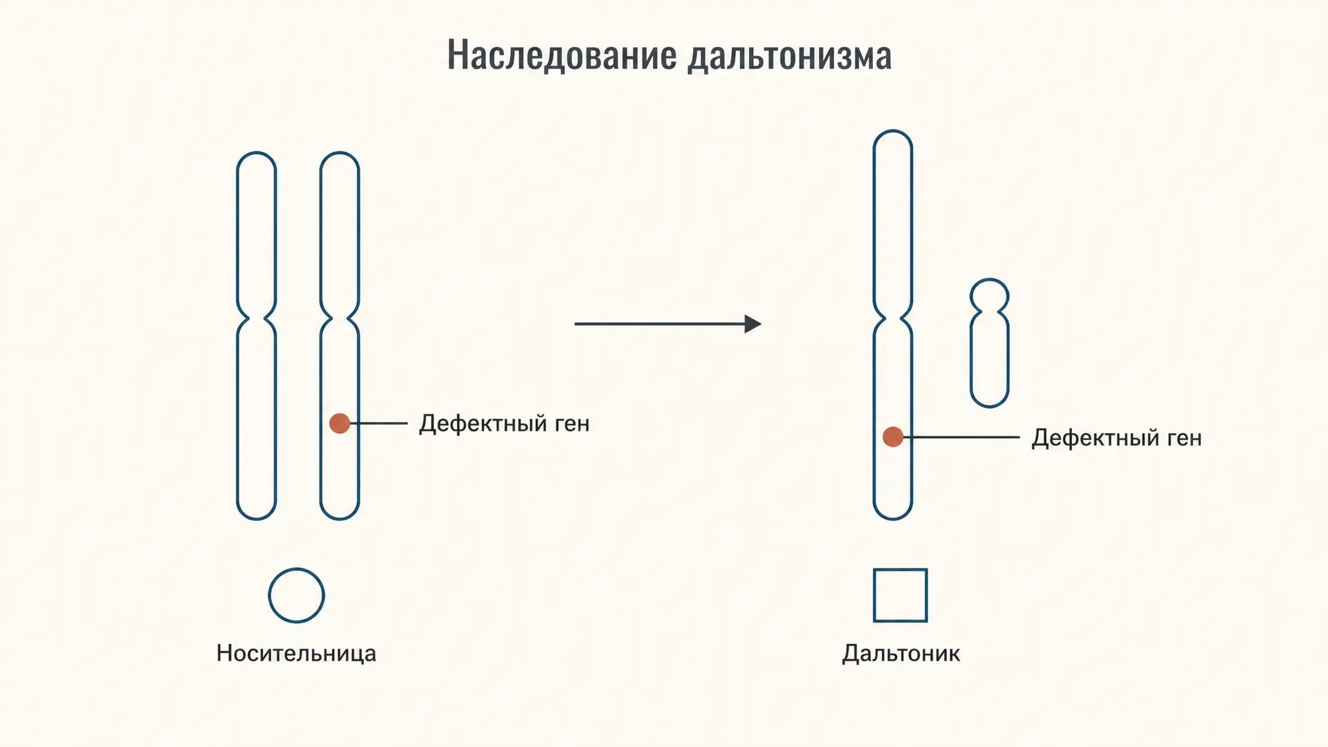 Дальтонизм: наследование, носительство и риск для детей