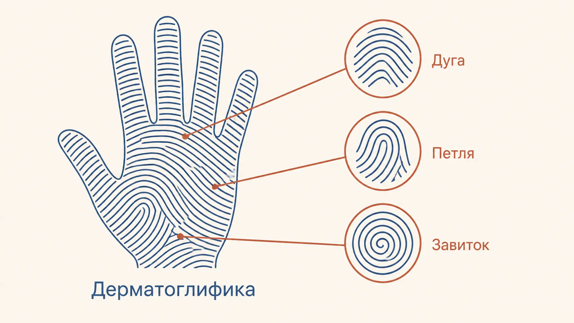 Дерматоглифический метод в генетике человека
