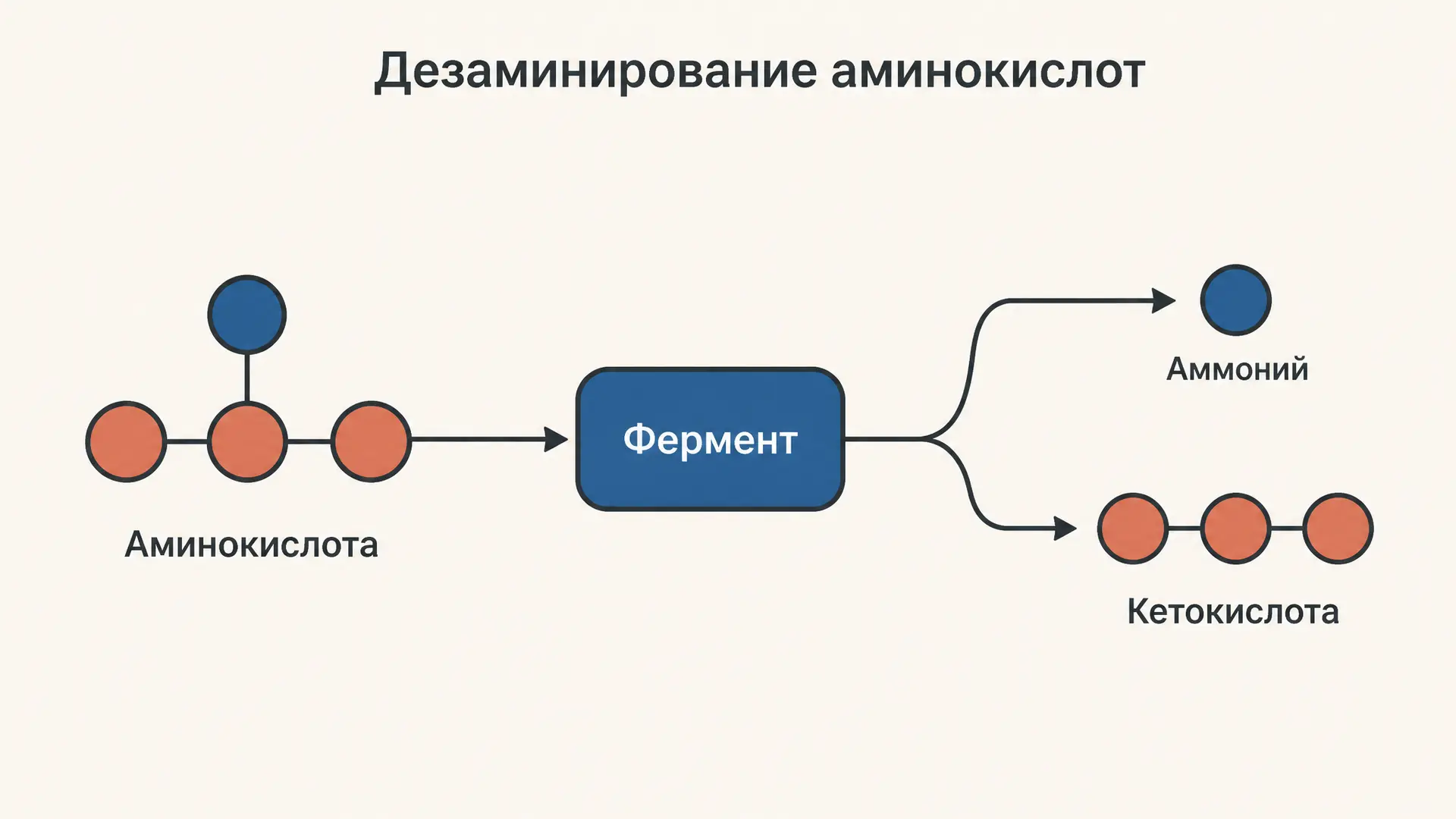 Дезаминирование аминокислот: типы реакций и ферменты