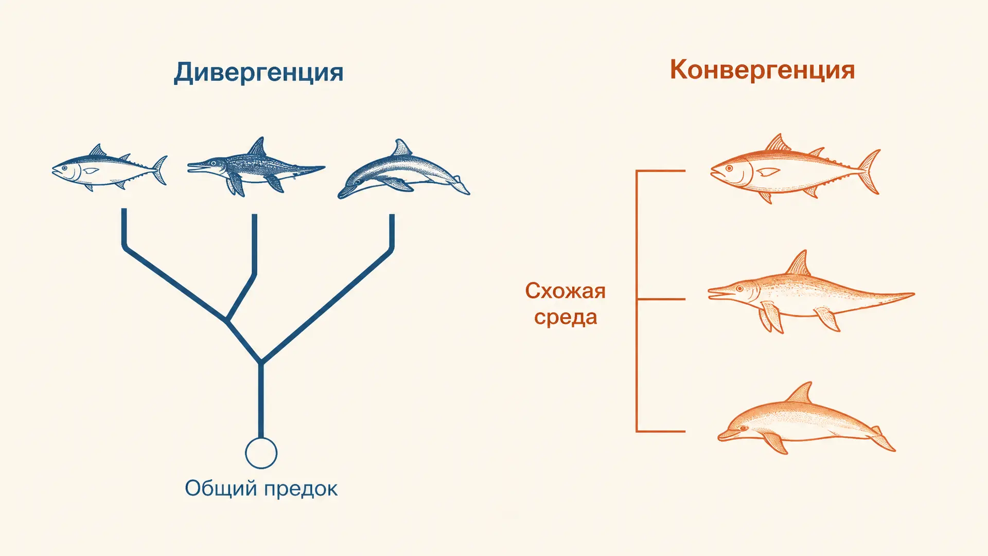 Дивергенция, конвергенция и параллелизм