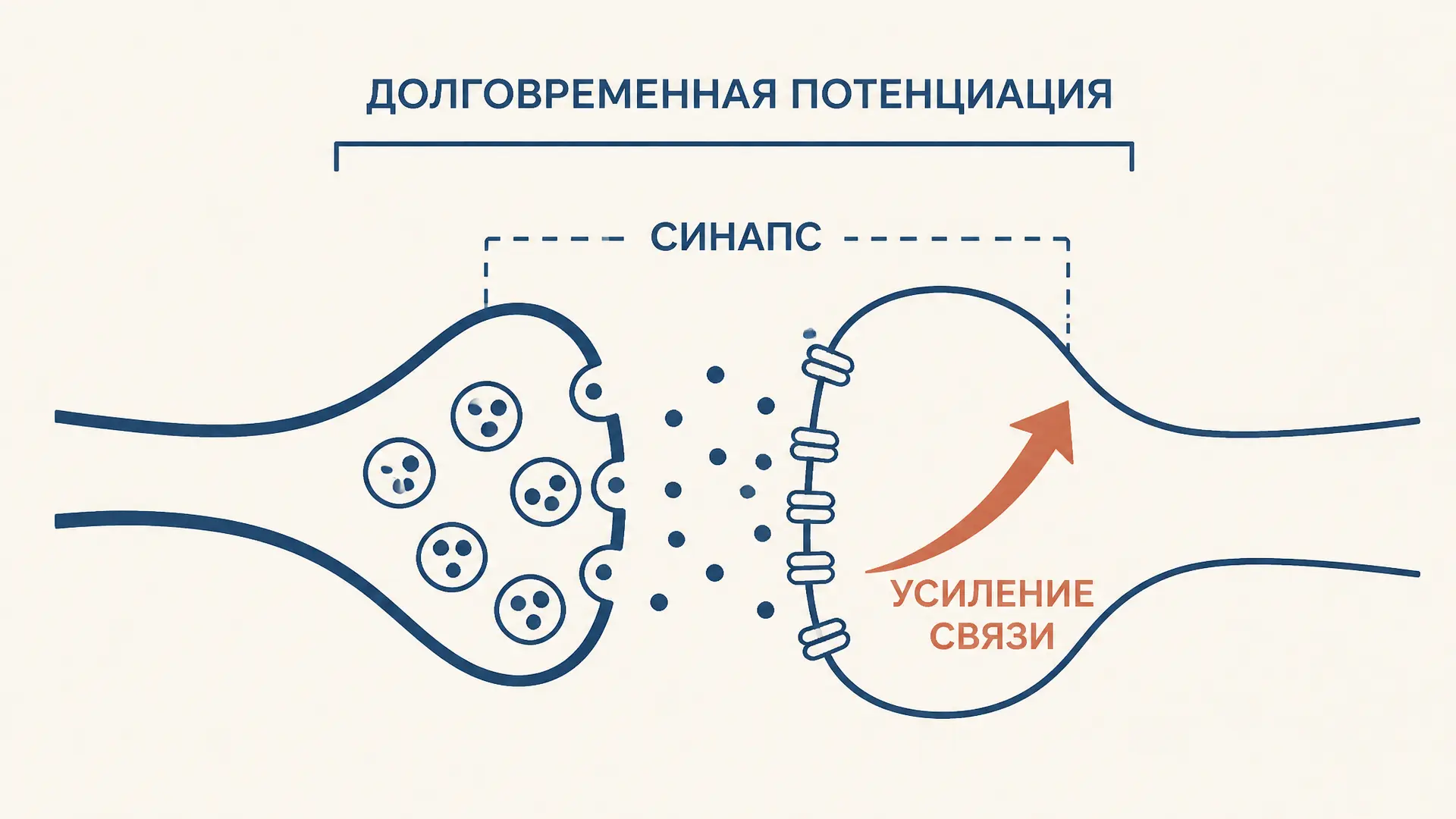 Долговременная потенциация LTP: как крепнет синапс