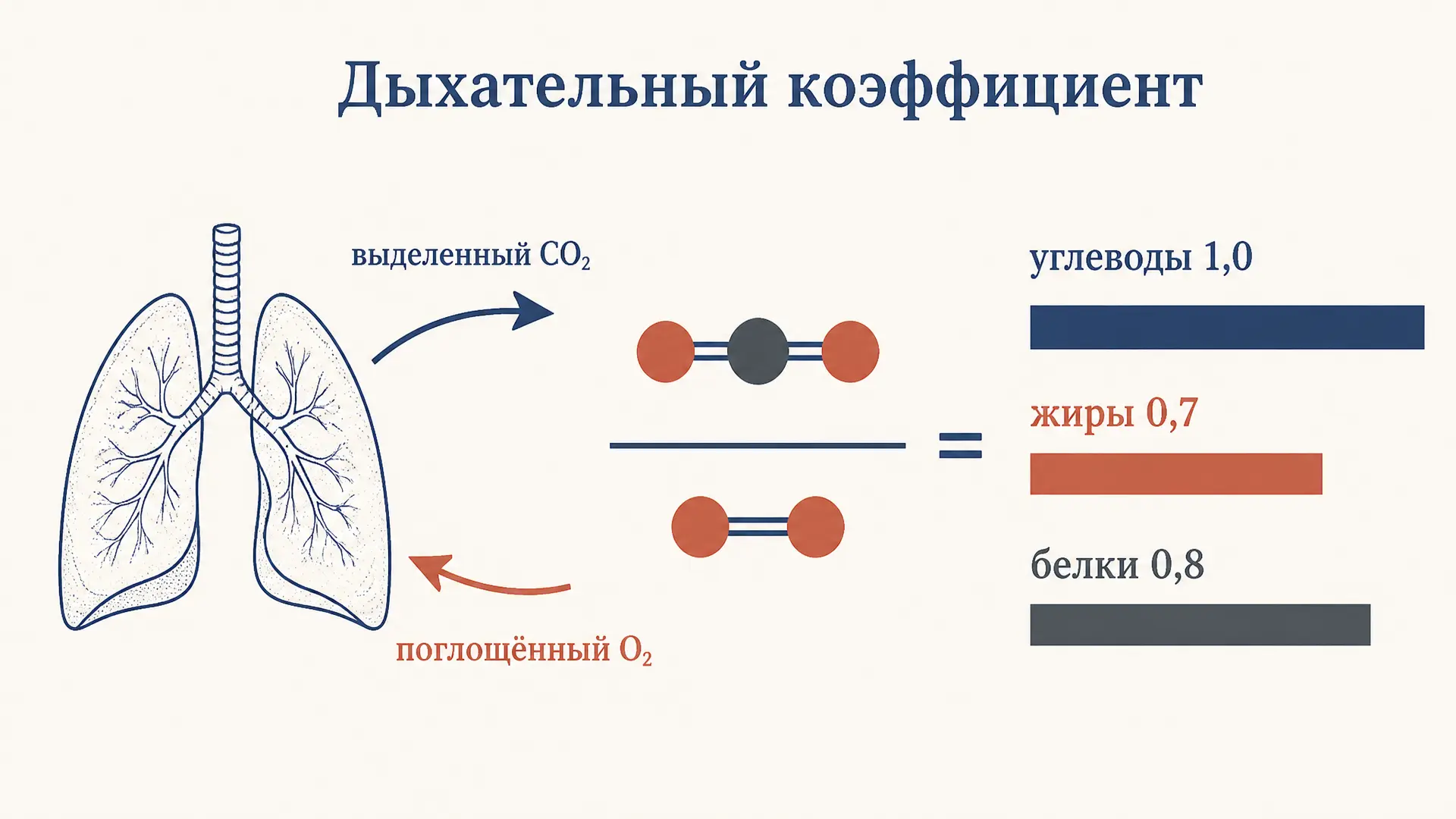 Дыхательный коэффициент в физиологии: что показывает