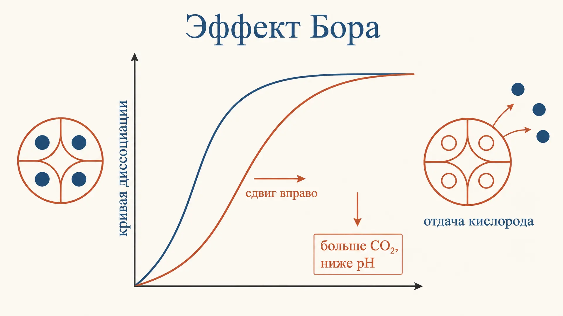Эффект Бора: как гемоглобин отдаёт кислород тканям