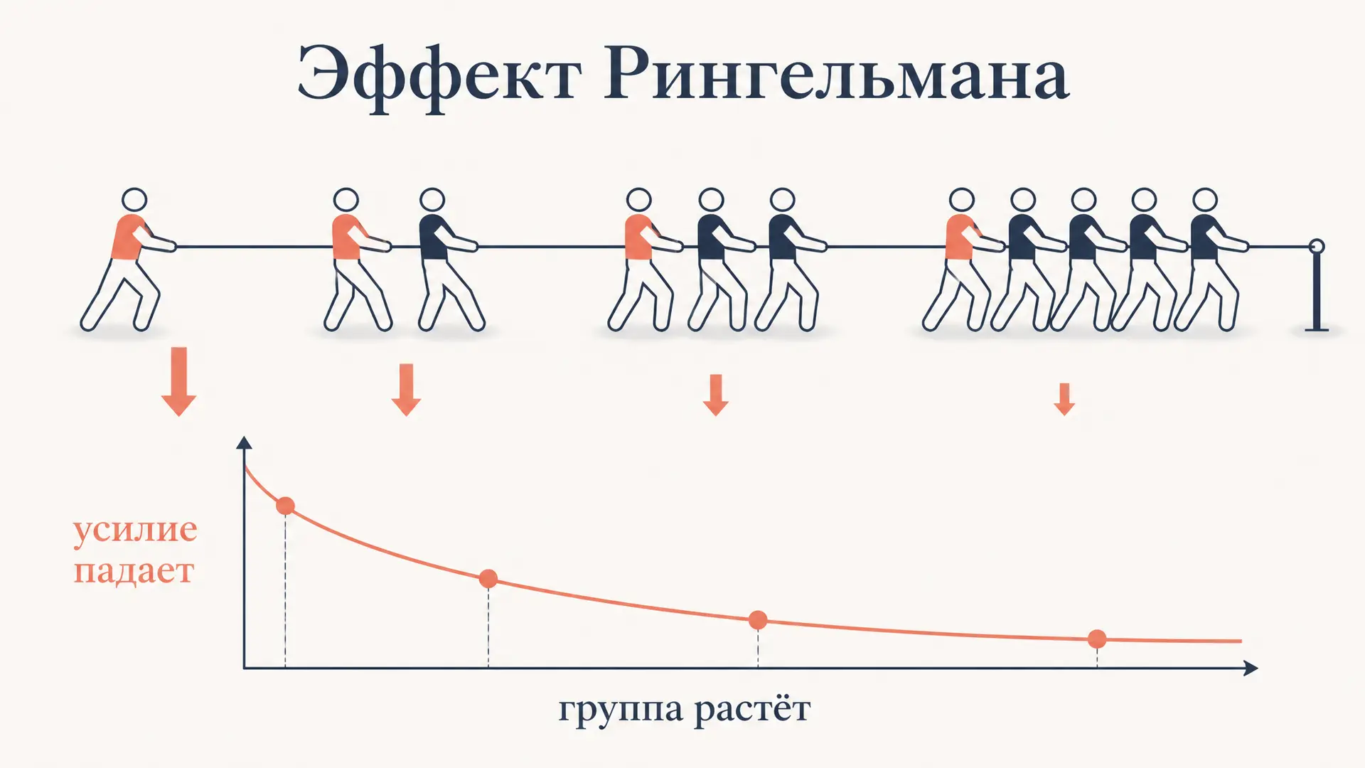 Эффект Рингельмана: почему группа работает хуже одного