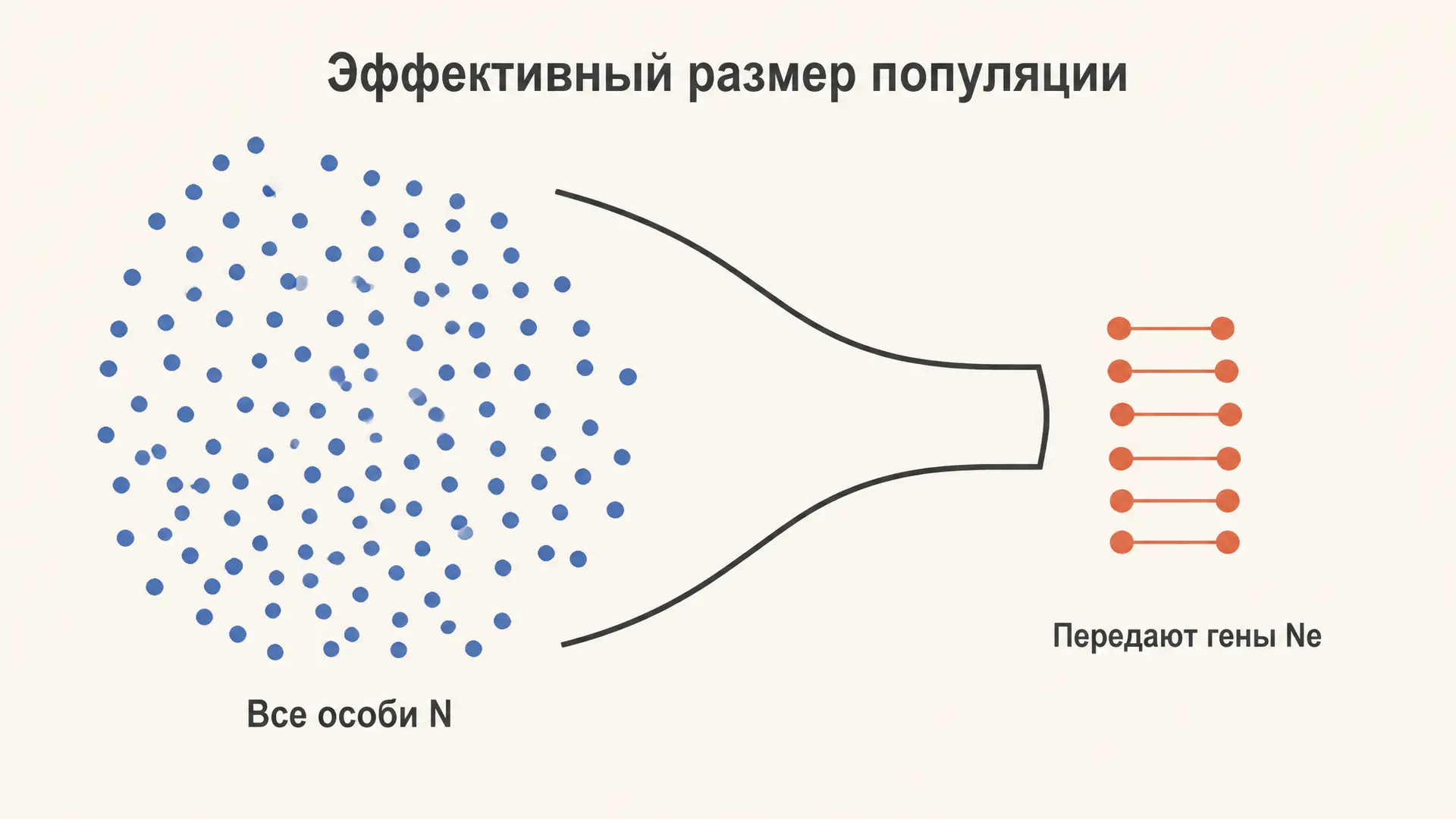 Эффективный размер популяции: почему Ne меньше N