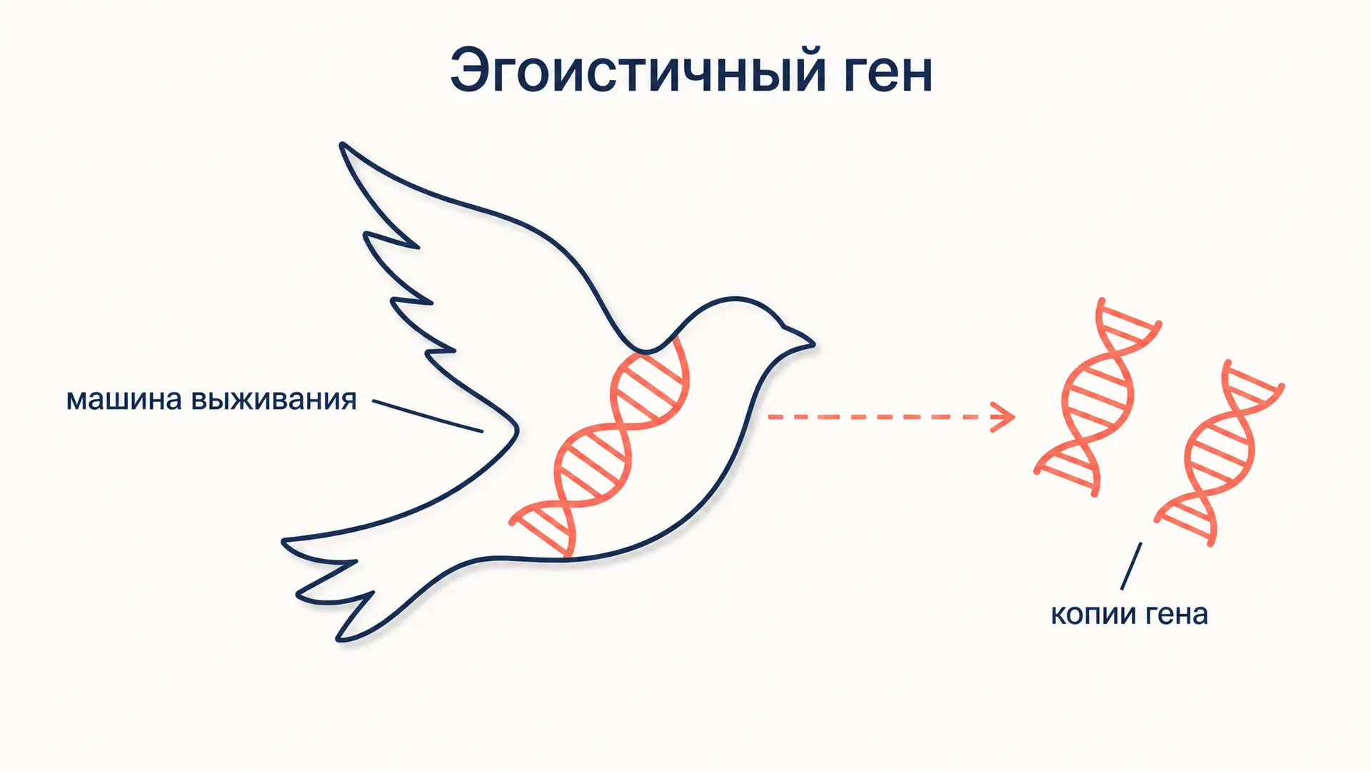 Эгоистичный ген: теория Докинза простыми словами
