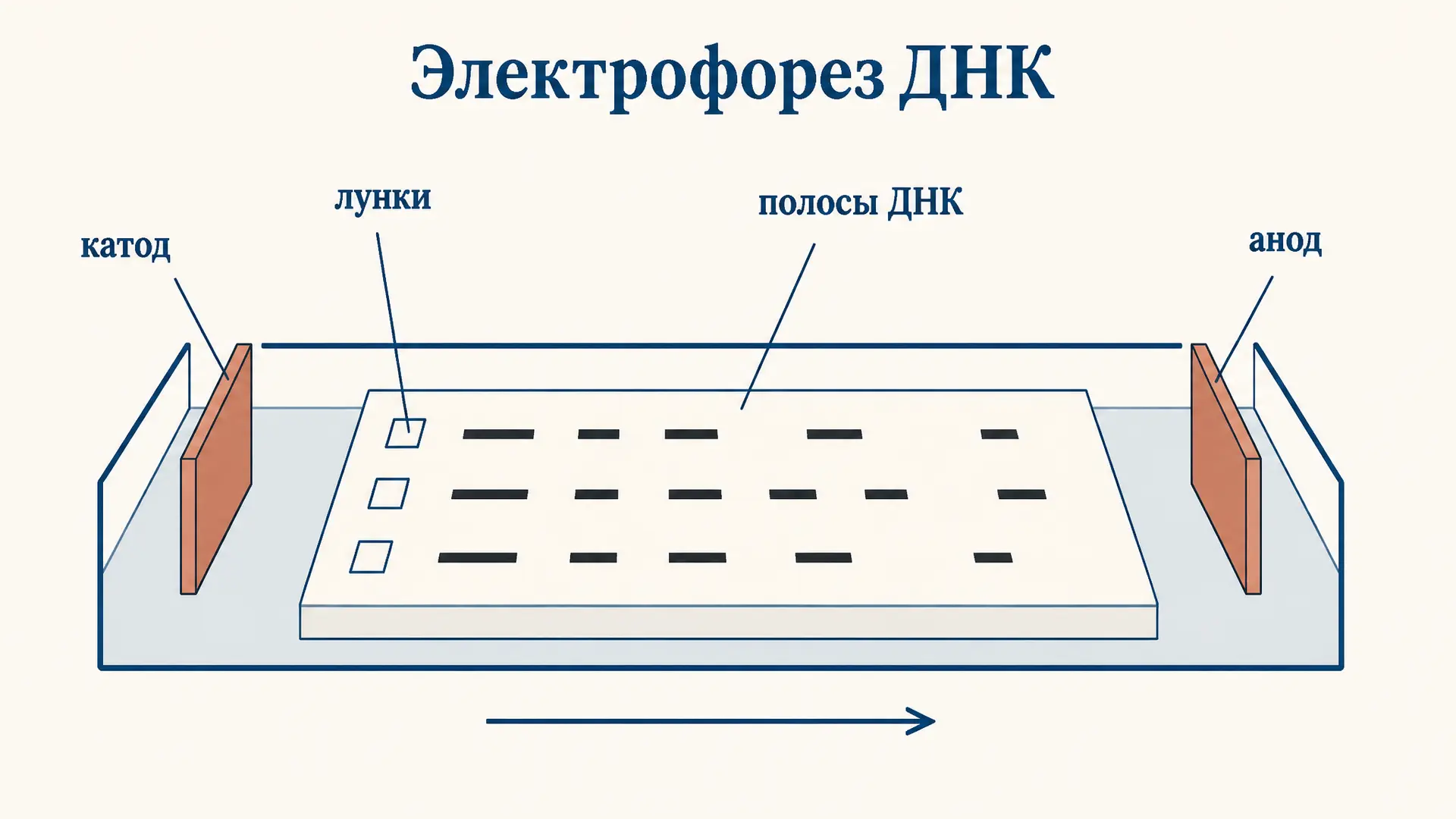 Электрофорез ДНК: как разделяют фрагменты в геле