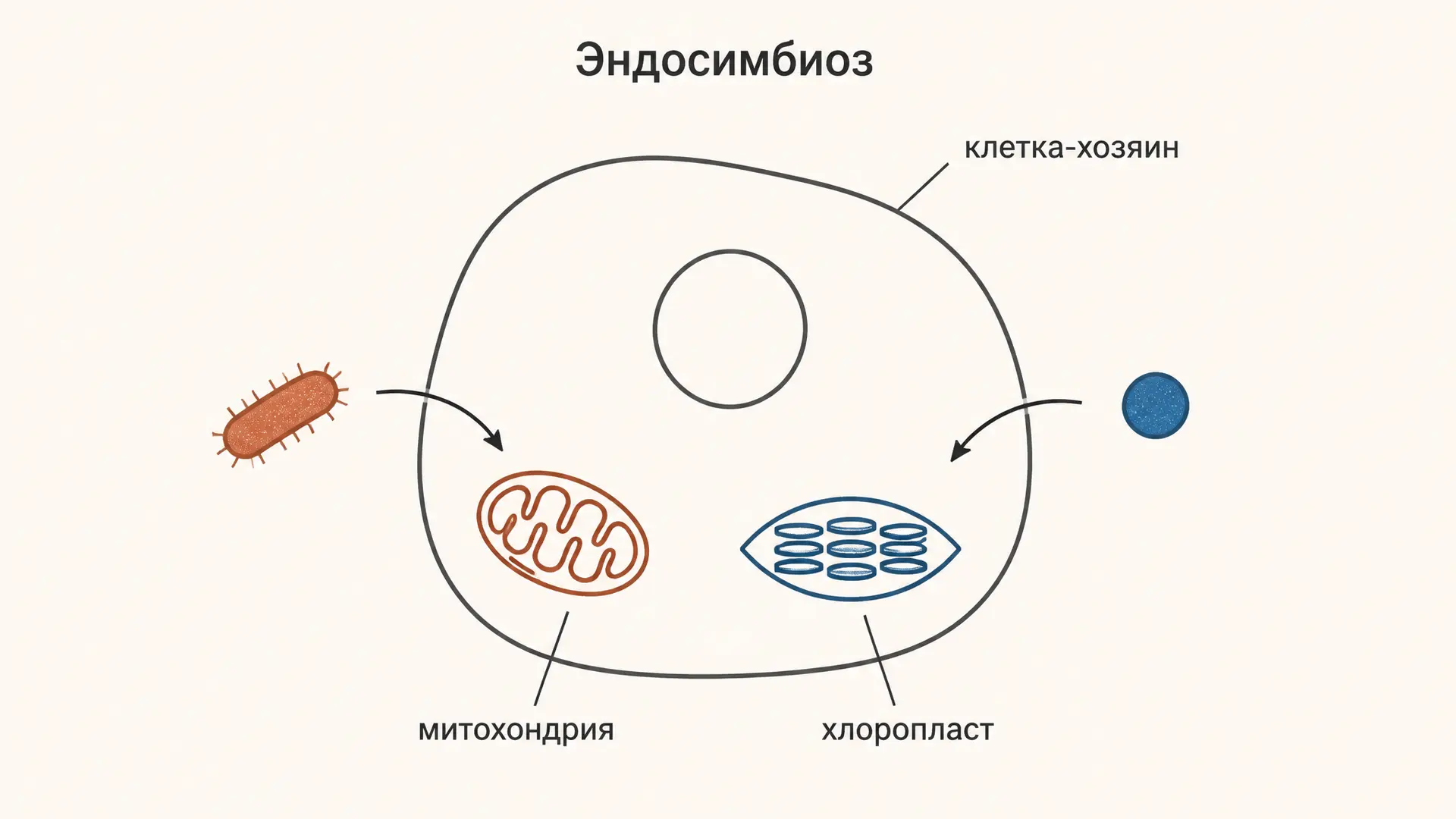 Эндосимбиотическая теория: доказательства и спорные места