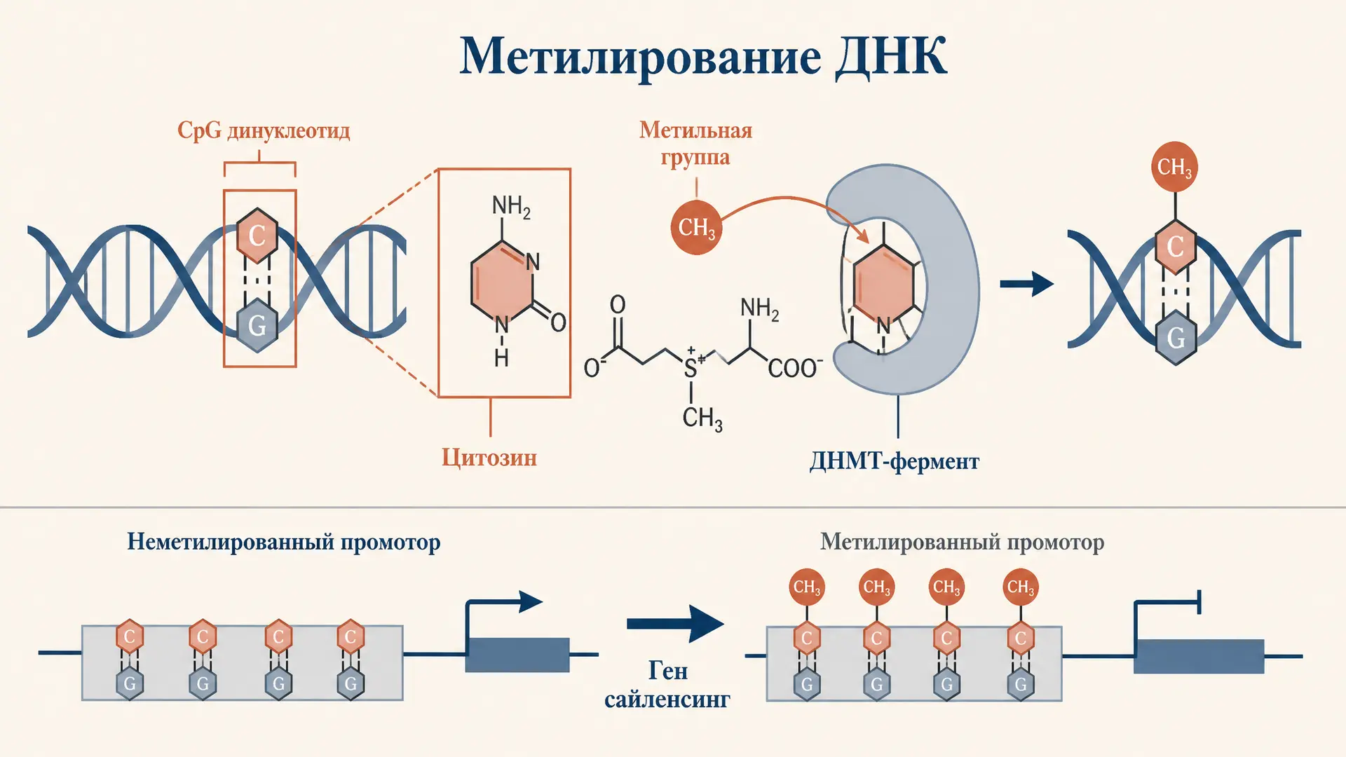 Метилирование ДНК: механизм эпигенетической регуляции