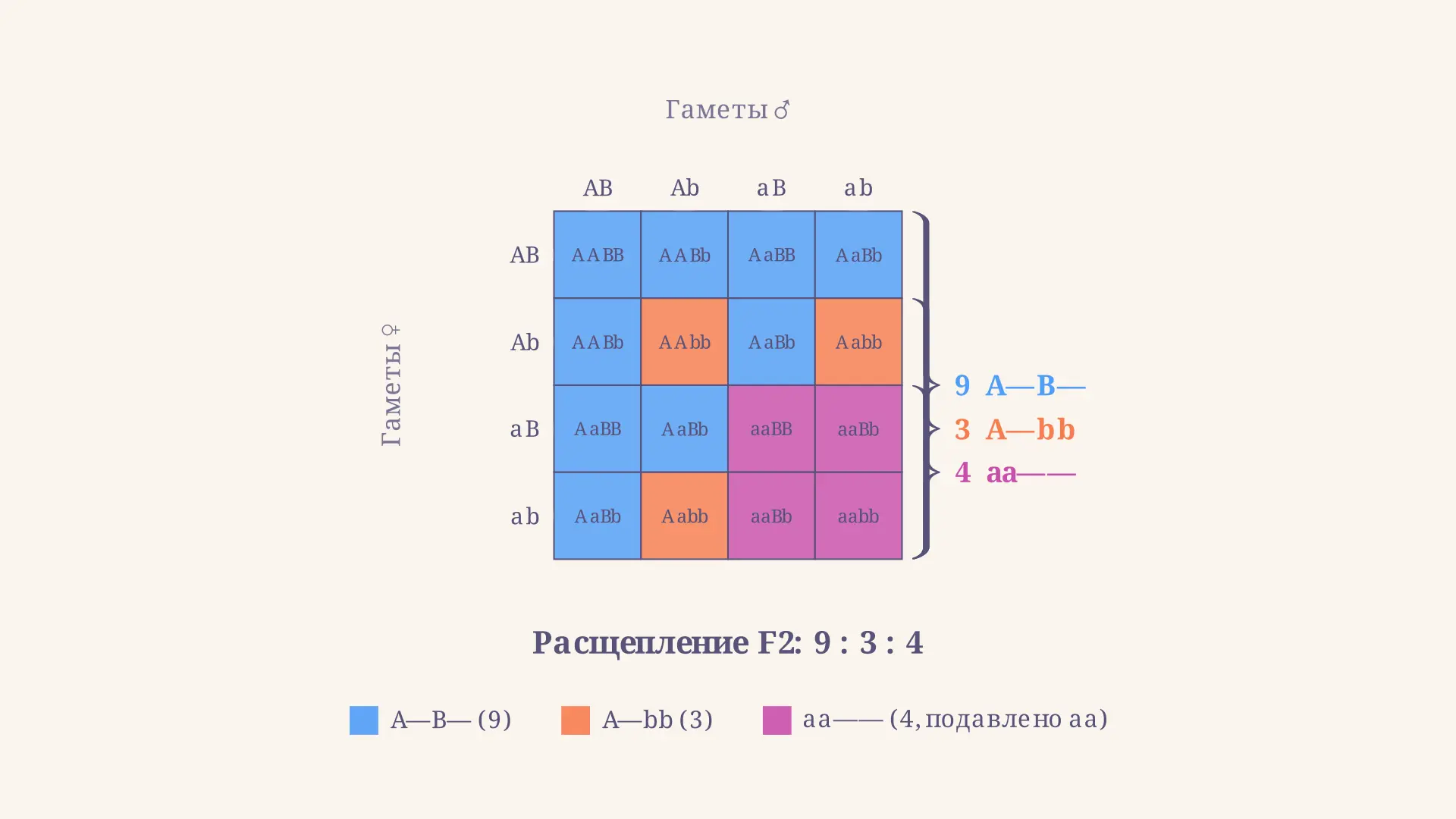 Эпистаз доминантный и рецессивный: типы и расщепления