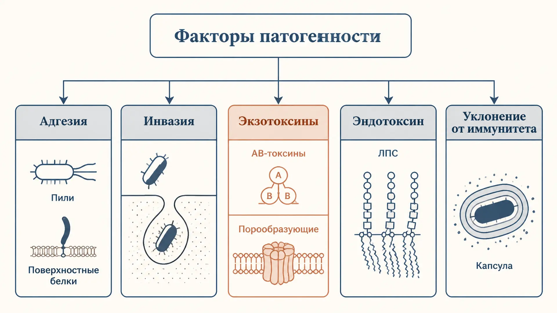 Факторы патогенности бактерий: классификация и механизмы