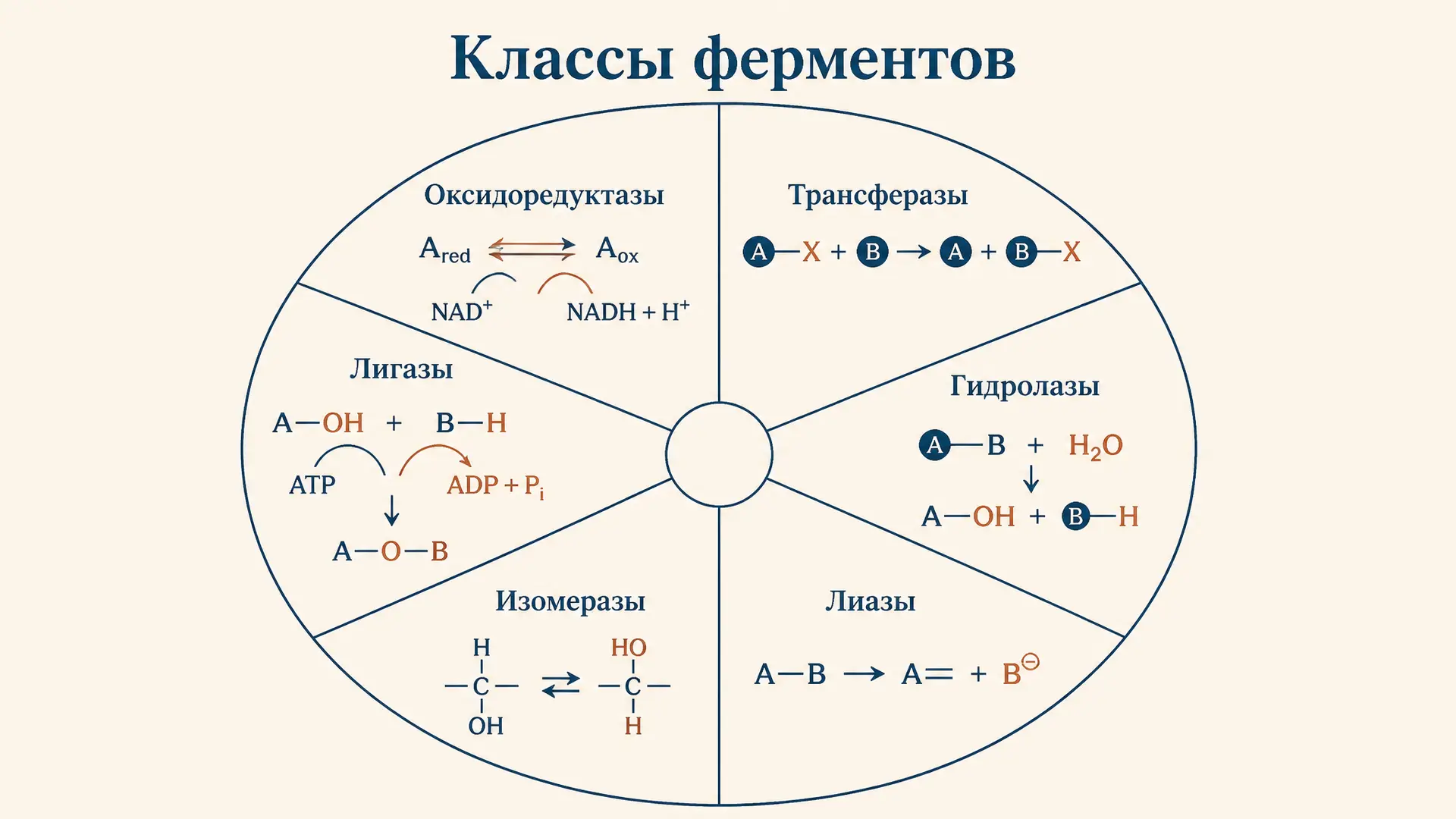 Ферменты: классификация по типам реакций (6 классов)
