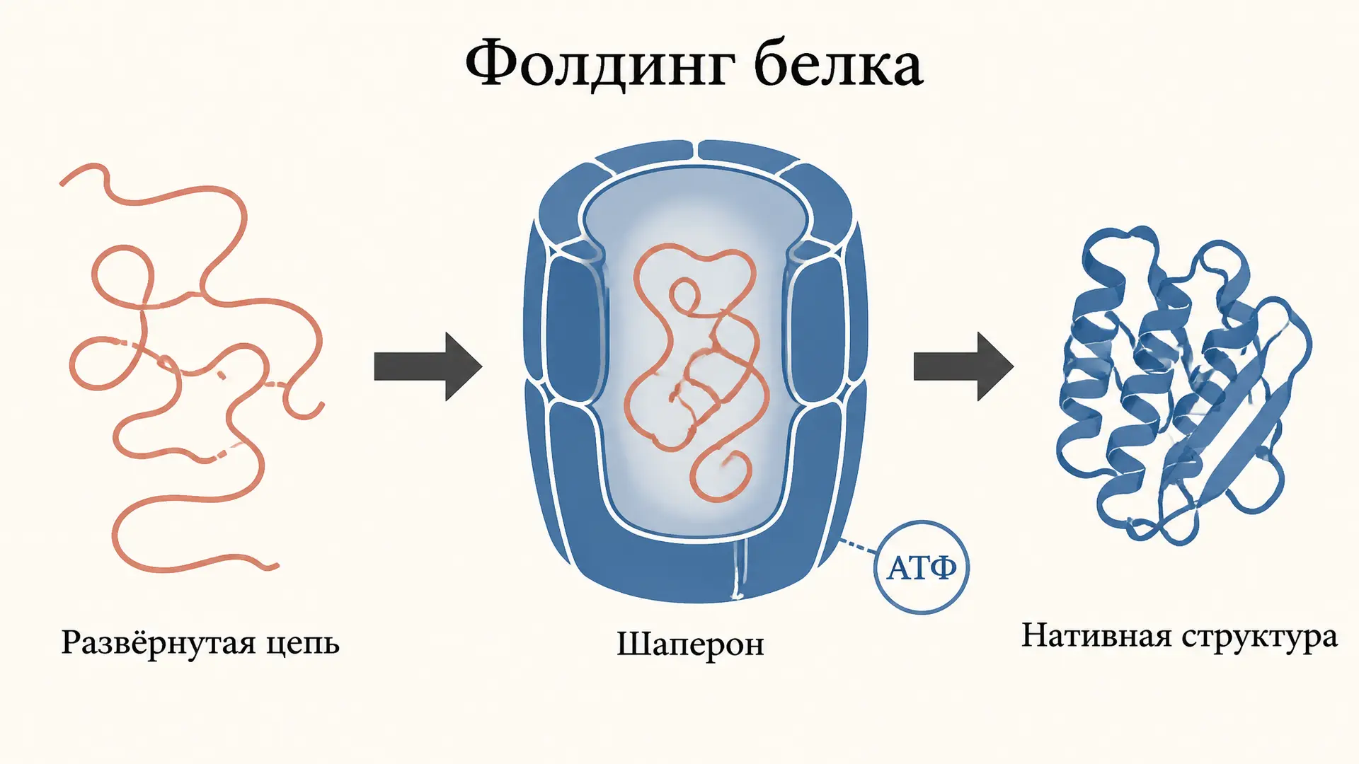Фолдинг белка и шапероны: как цепь сворачивается в структуру