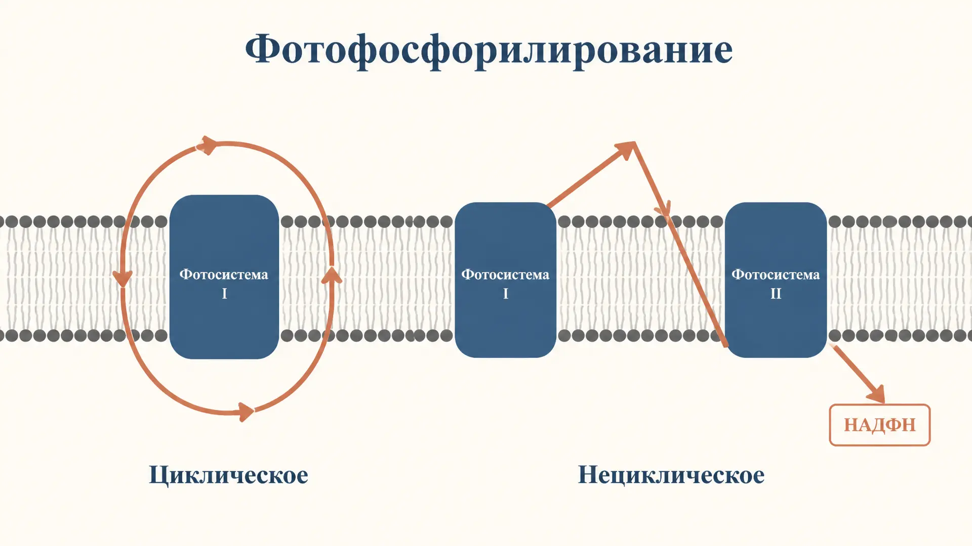 Фотофосфорилирование циклическое и нециклическое