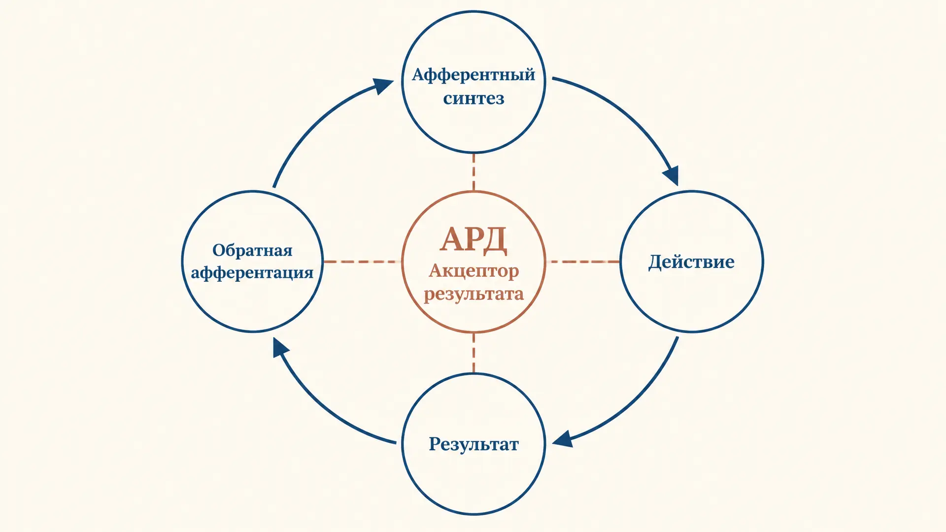 Функциональные системы Анохина: акцептор результата