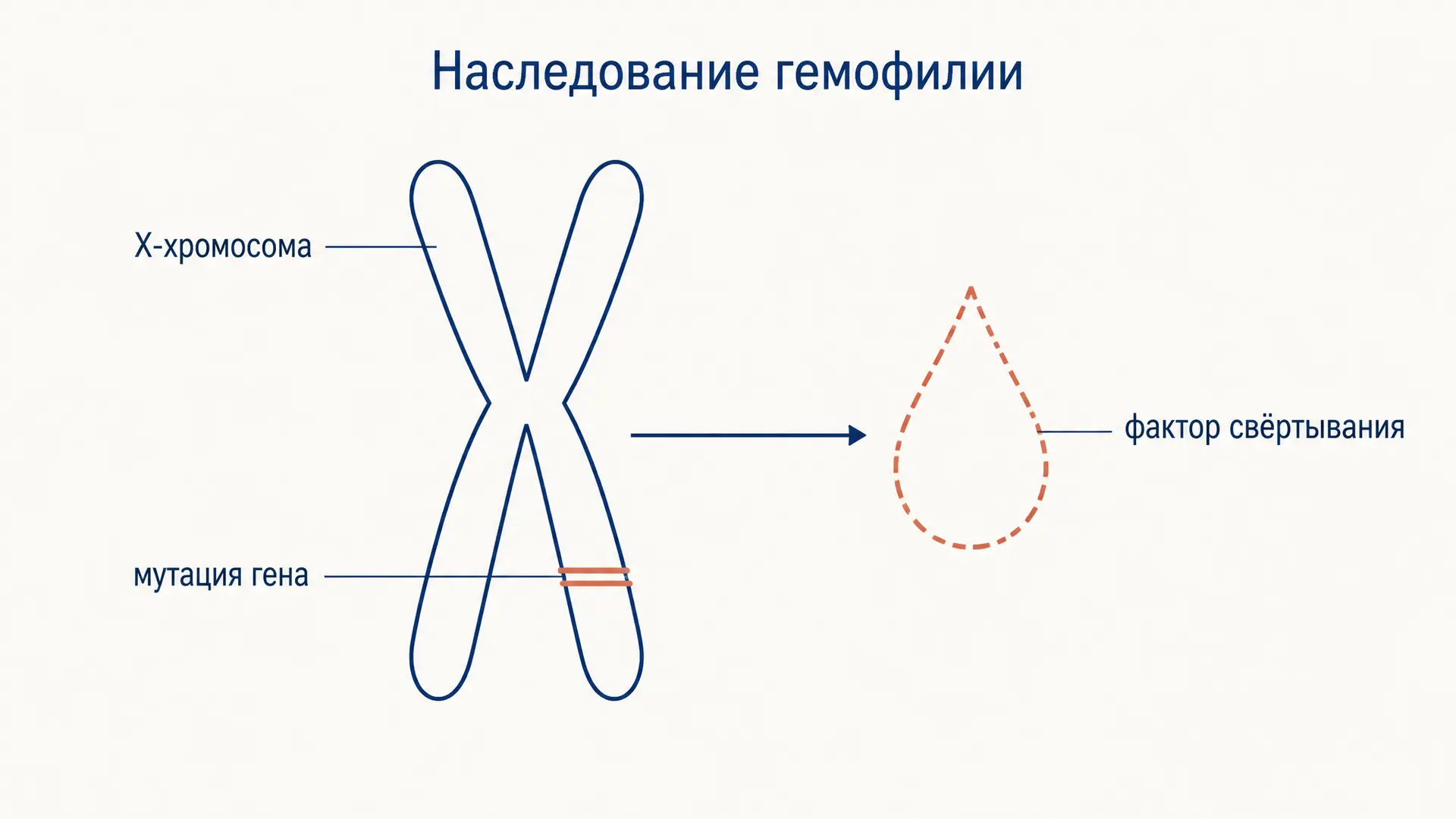 Гемофилия: наследование, носительство и расчет риска