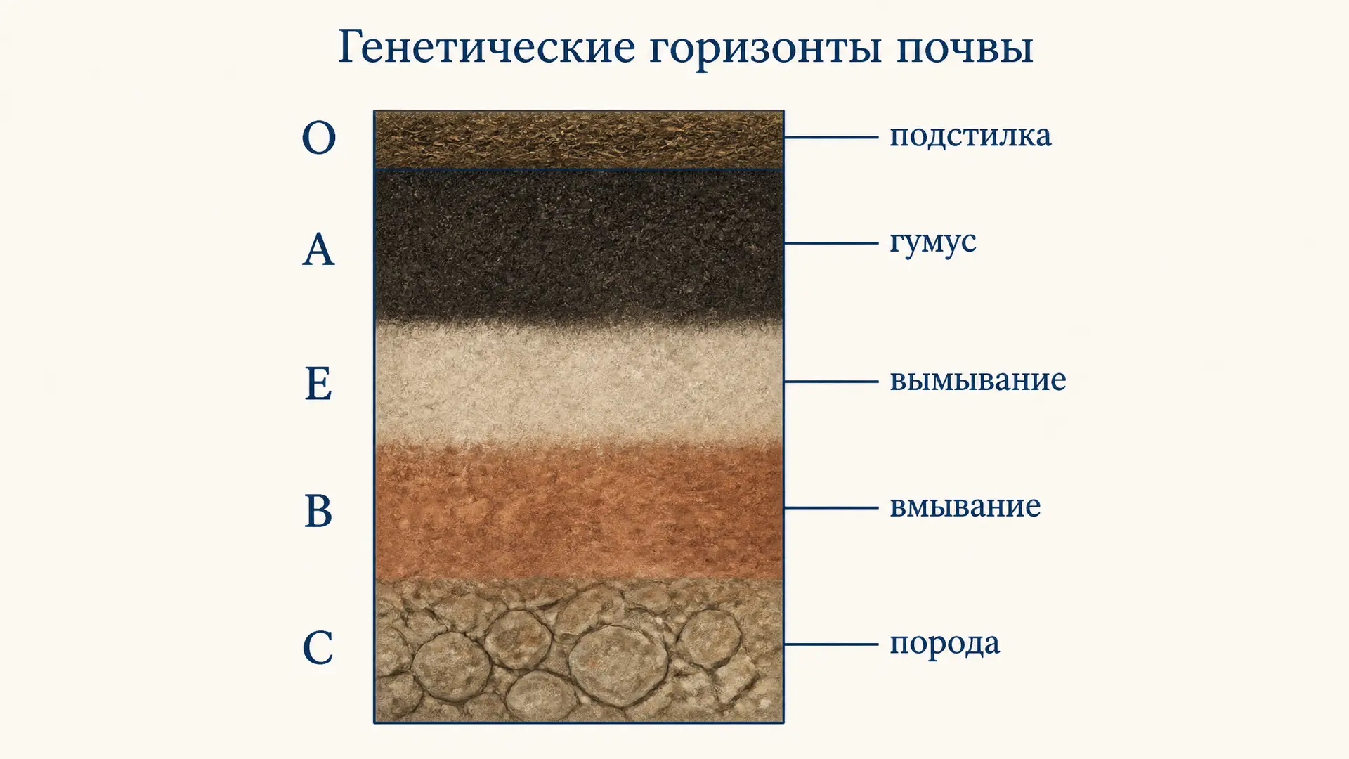 Генетические горизонты почвенного профиля: О, А, Е, В, С