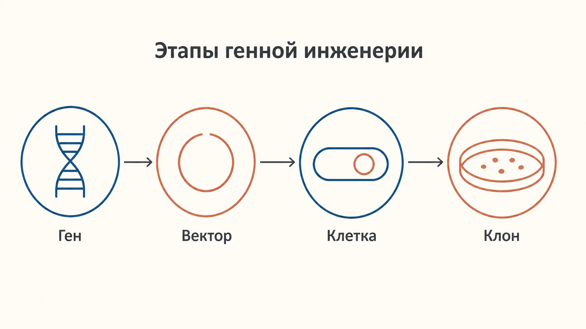 Генная инженерия: этапы от гена до готового штамма
