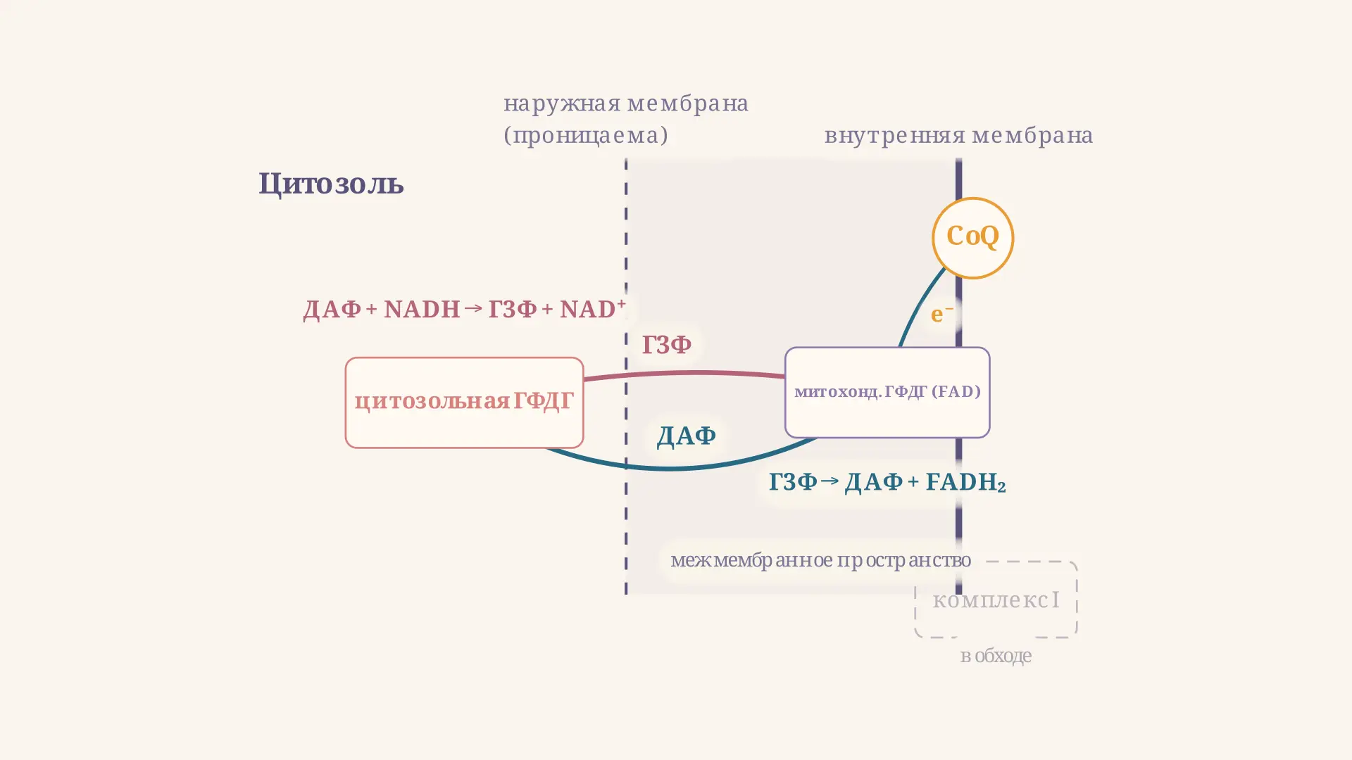 Глицерофосфатный челнок: два фермента и перенос NADH