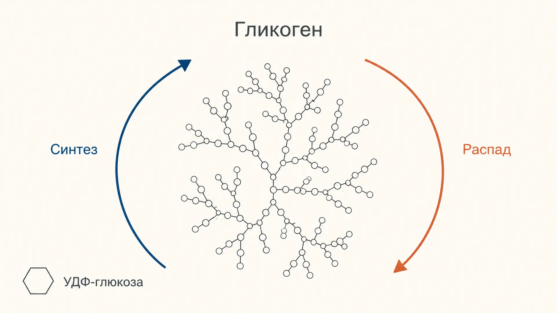 Гликоген: синтез и распад, ферменты и регуляция