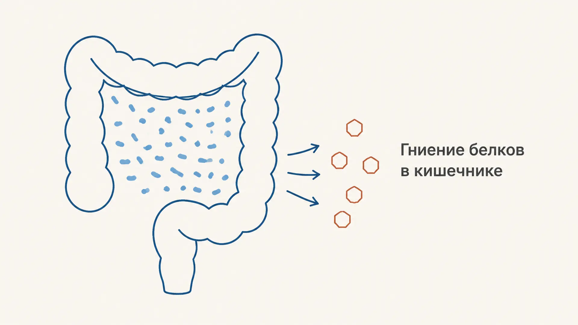 Гниение белков в кишечнике: продукты и защита