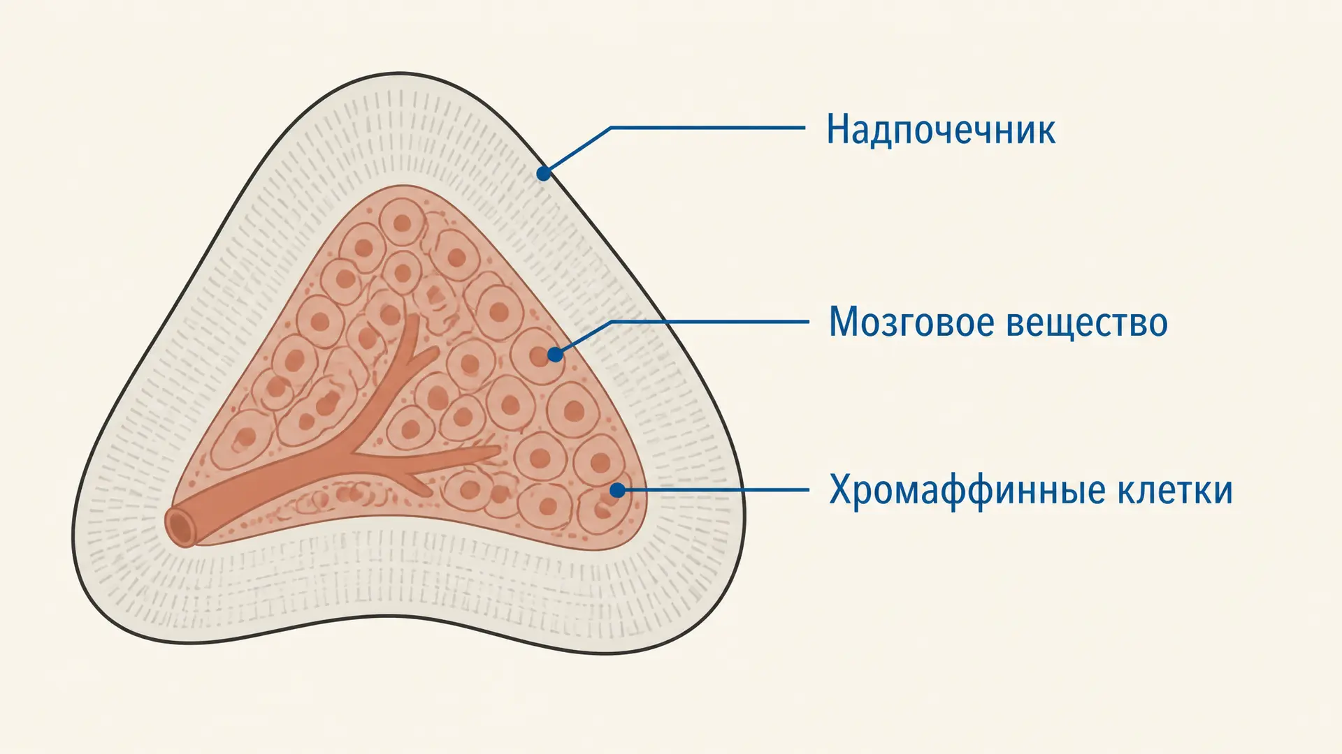 Хромаффинные клетки: синтез адреналина и стресс