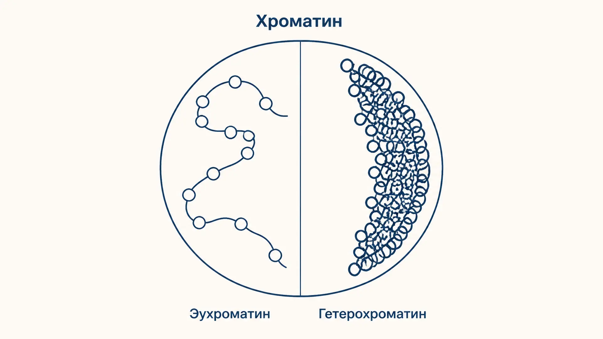 Хроматин: эухроматин и гетерохроматин, различия