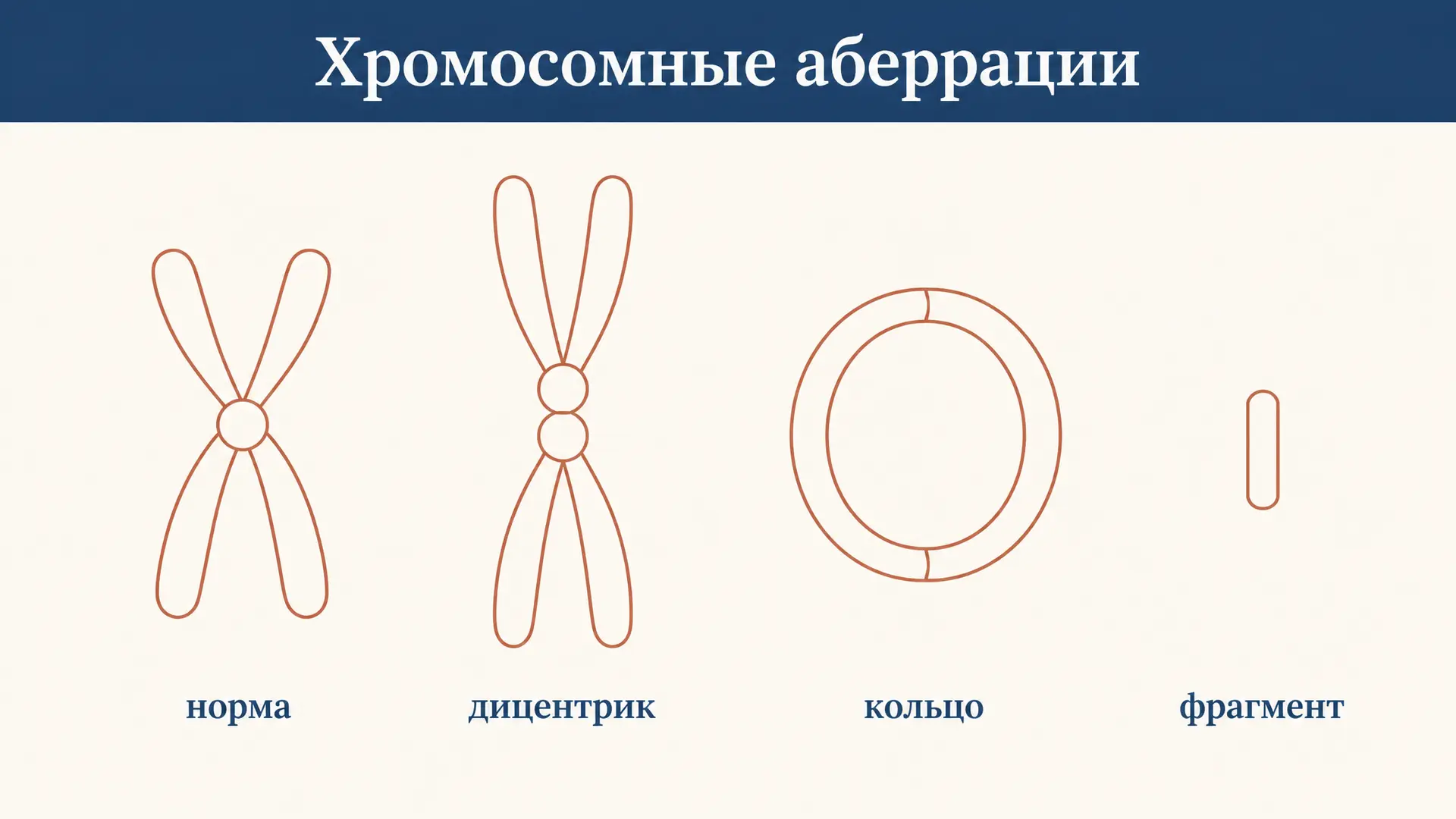 Хромосомные аберрации: типы, учёт и дозовая кривая