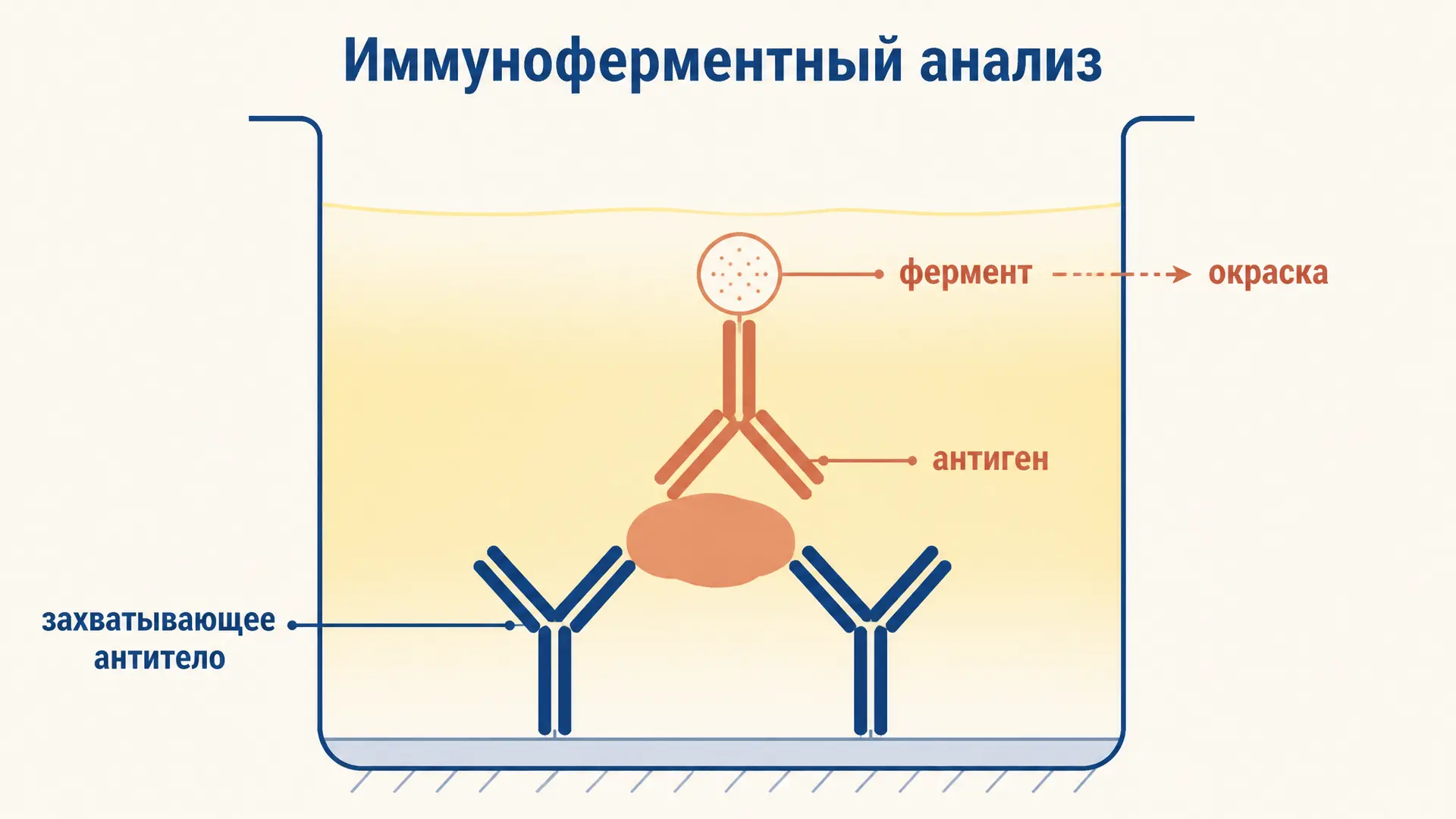 Иммуноферментный анализ (ИФА): принцип метода