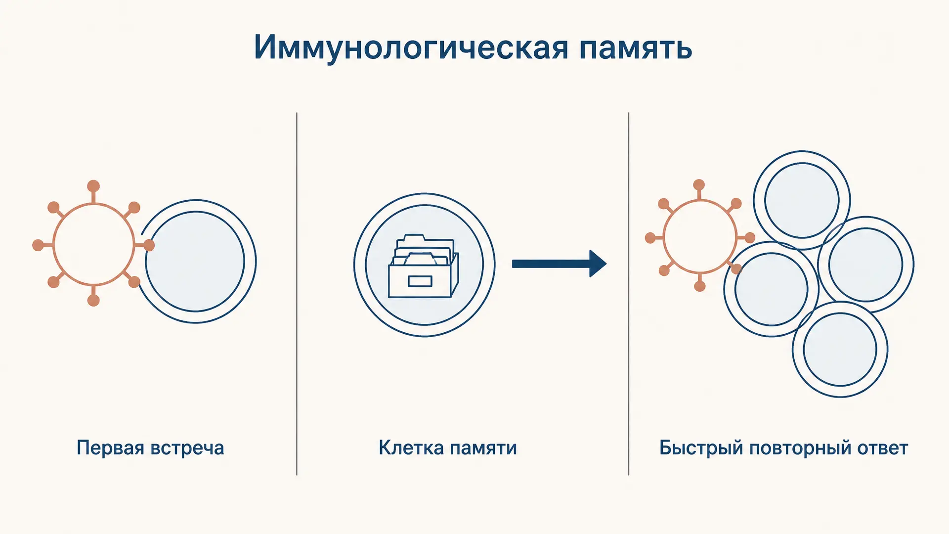 Иммунологическая память: клетки, вторичный ответ