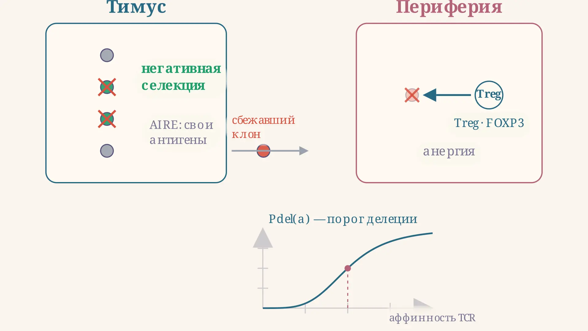 Иммунологическая толерантность: механизмы кратко